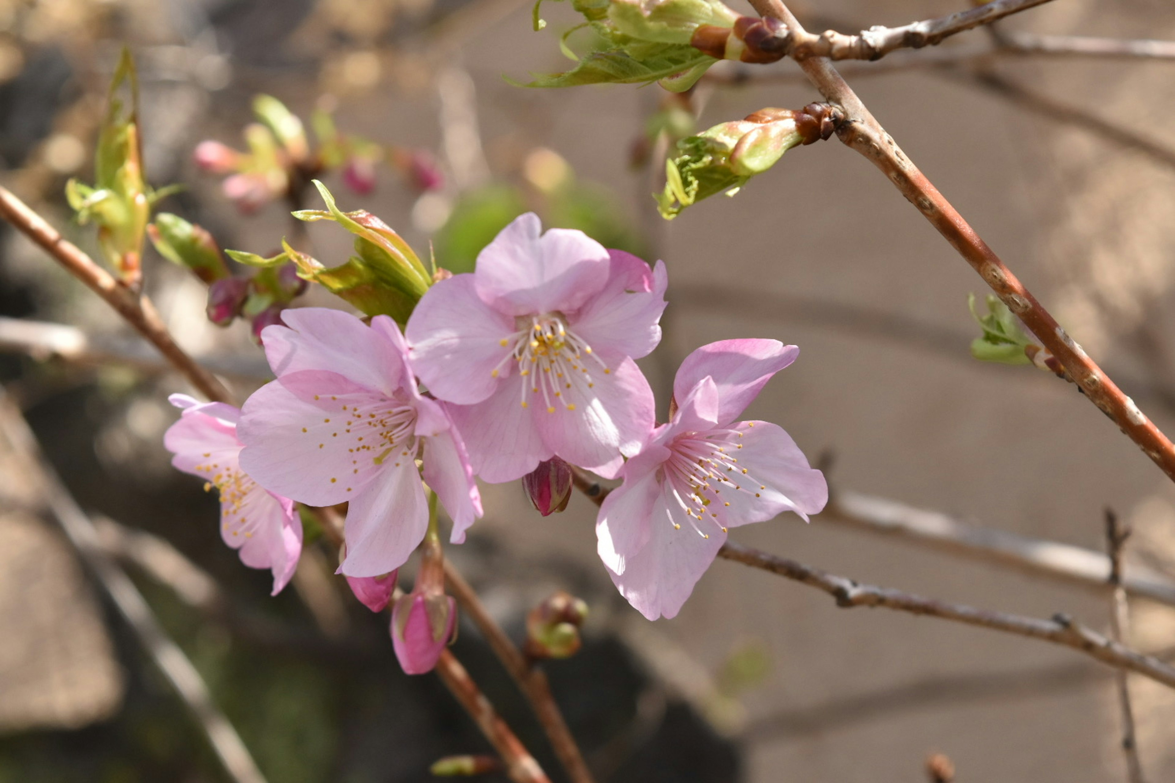 桜の花が咲いている様子の写真