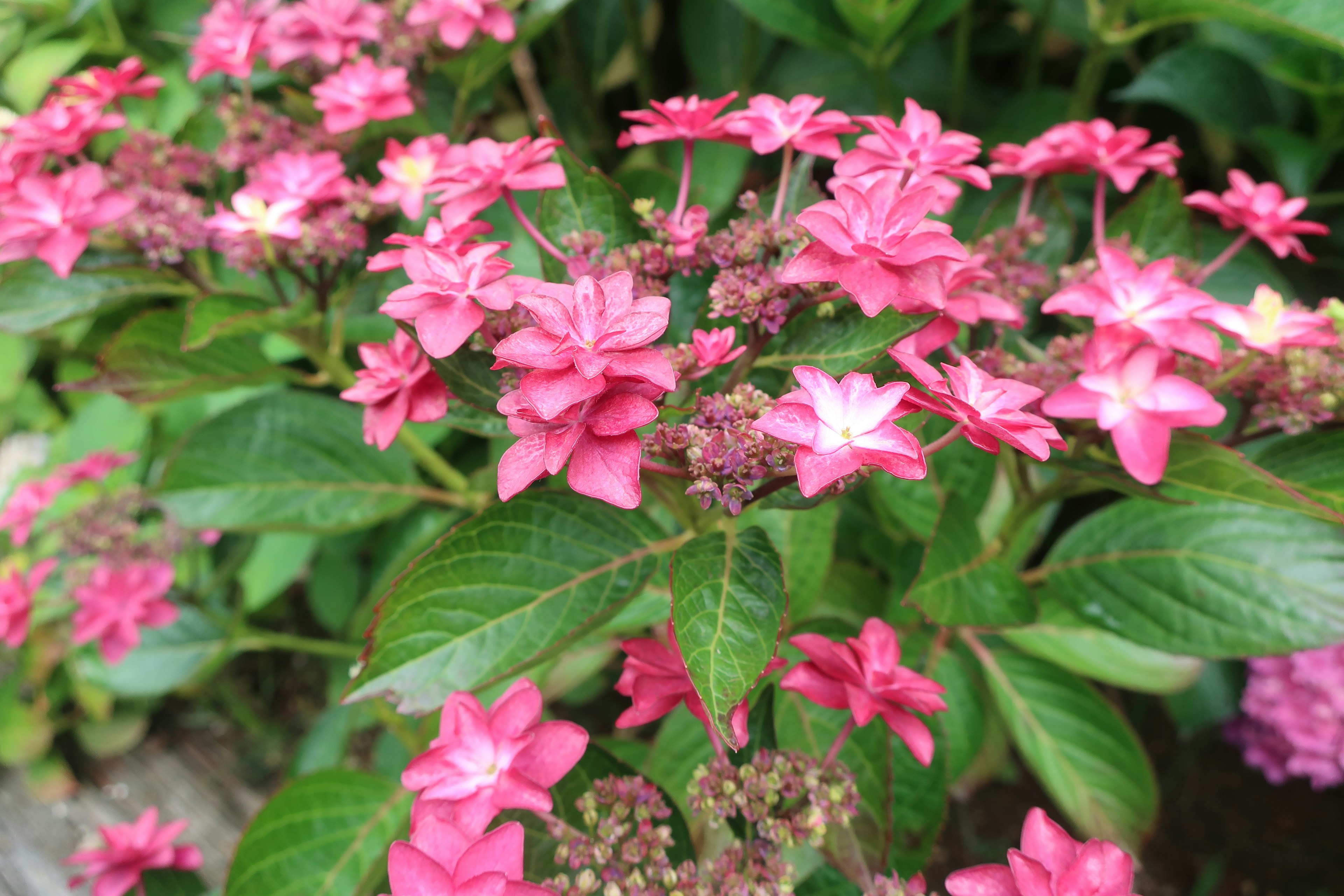 Close-up of a plant with pink flowers