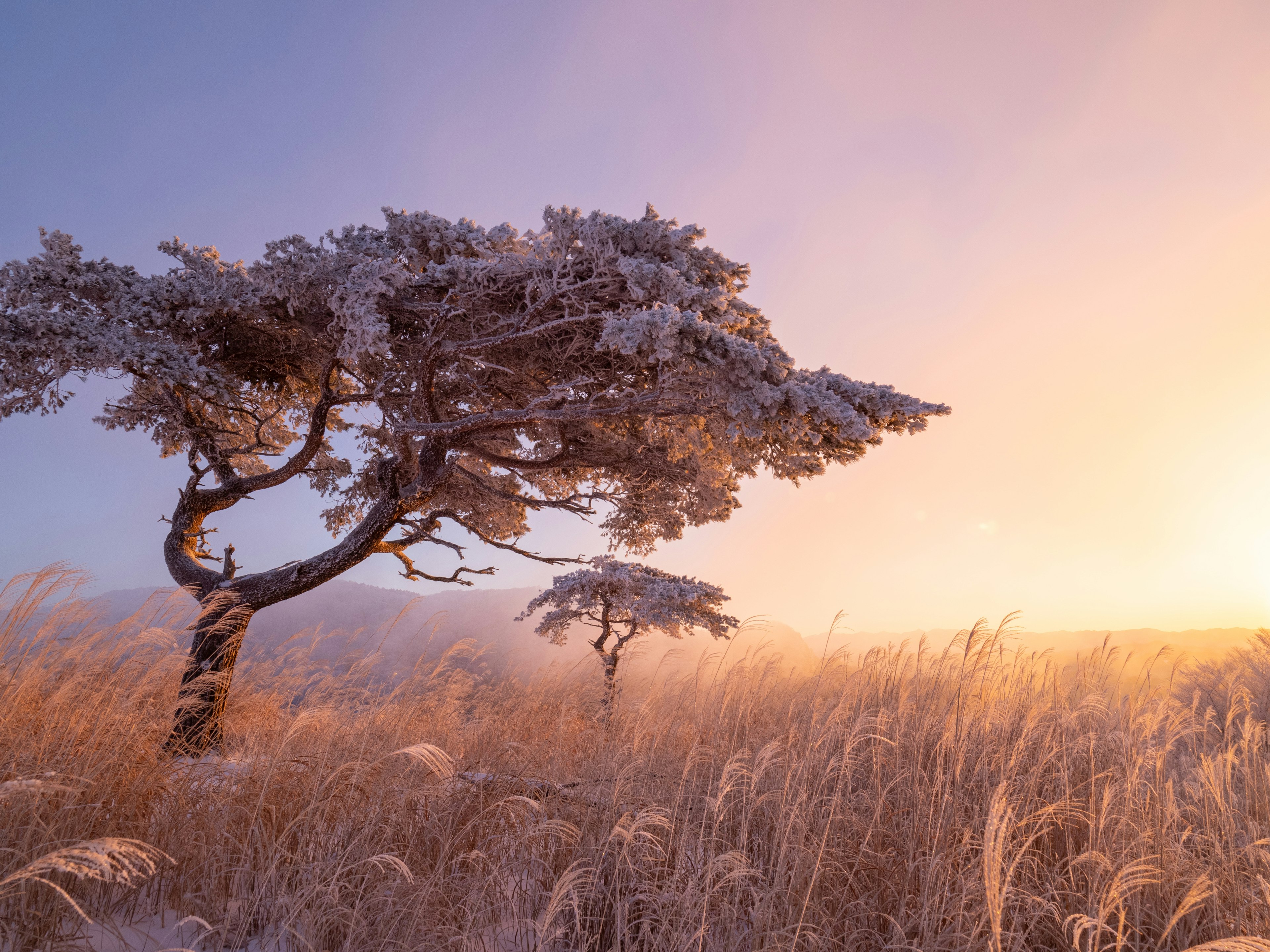 Albero coperto di brina con paesaggio di erba dorata