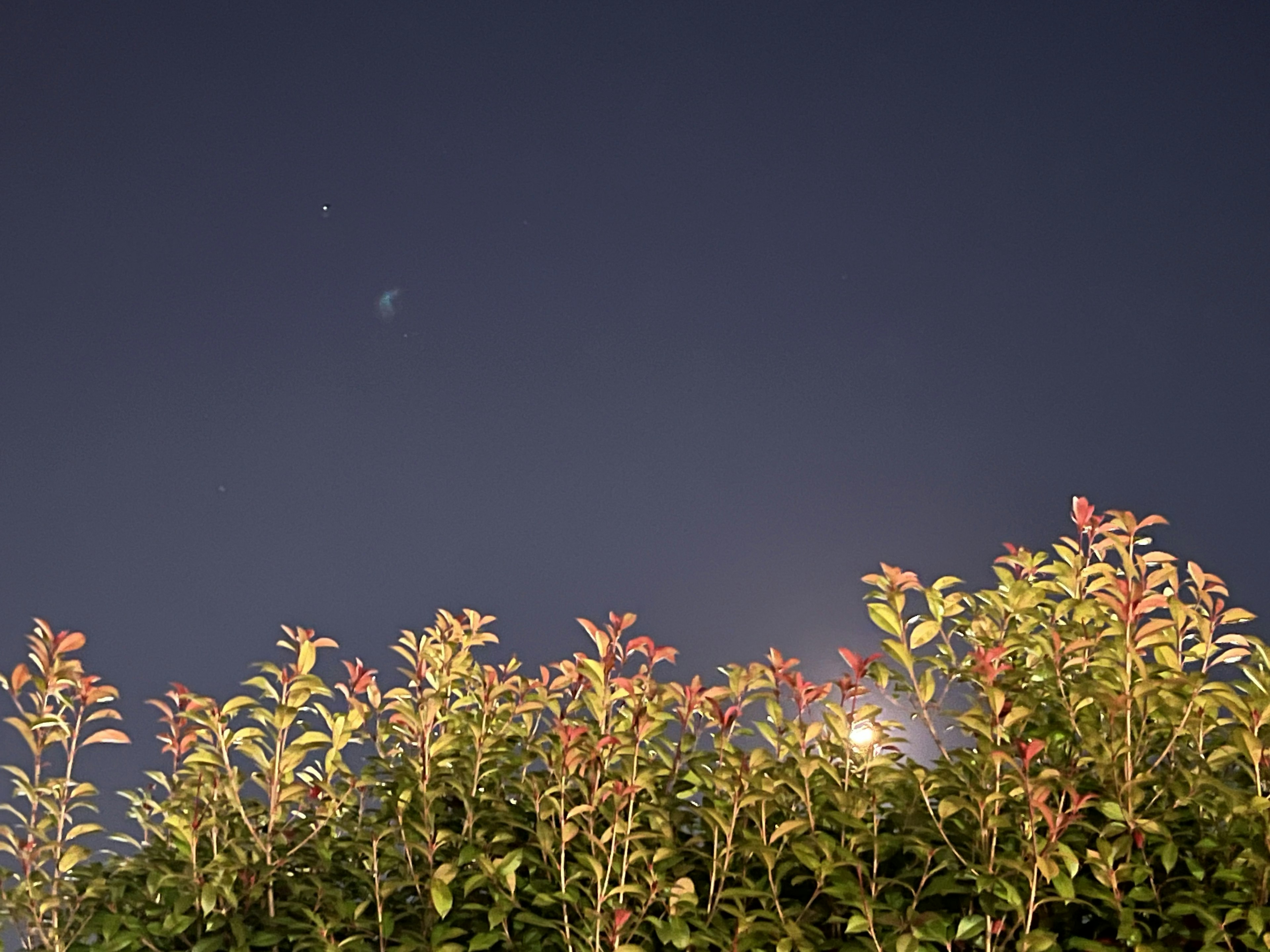 夜空を背景にした緑の葉と赤い芽の生い茂る植物の上部