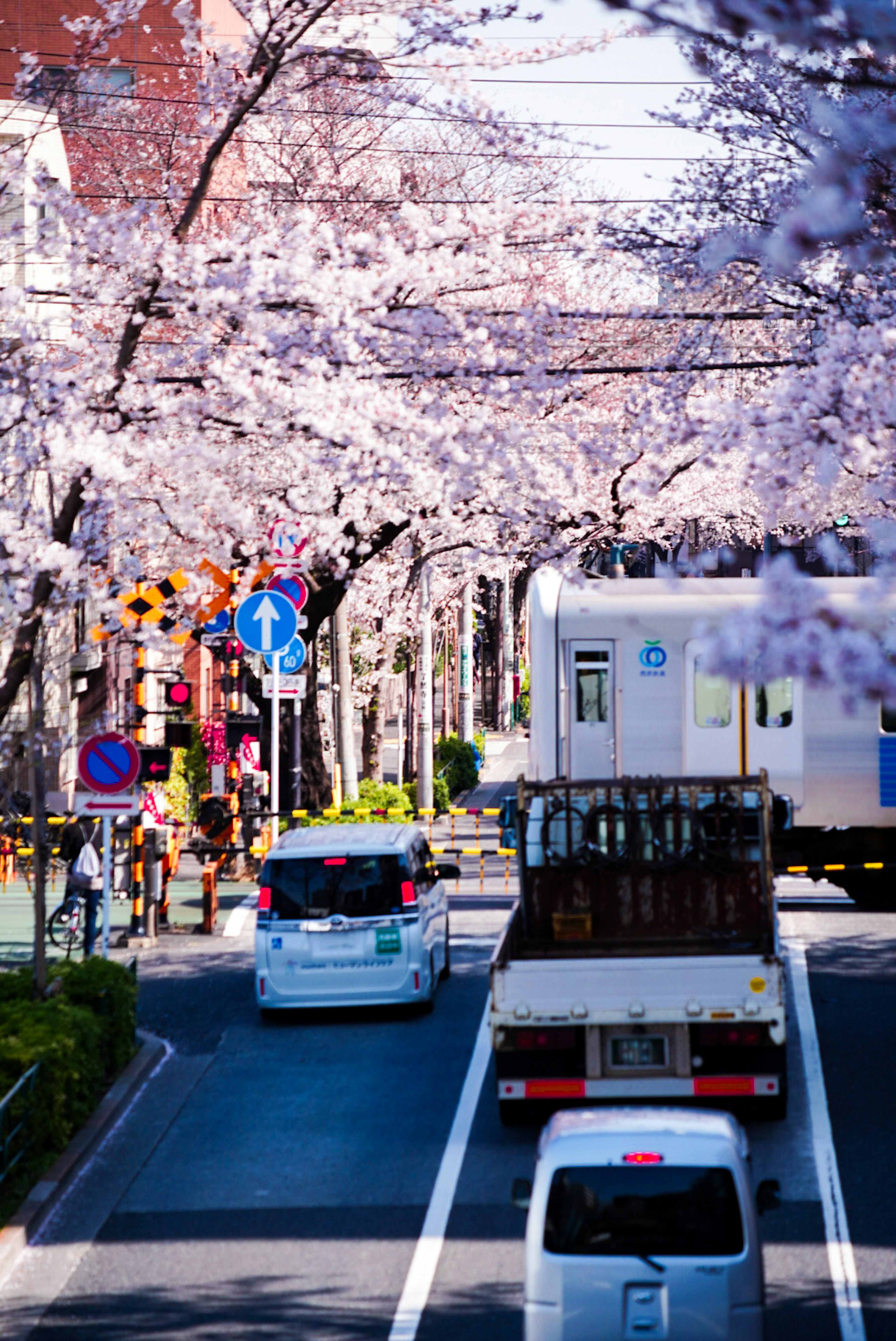 Rue bordée d'arbres à fleurs de cerisier et de véhicules