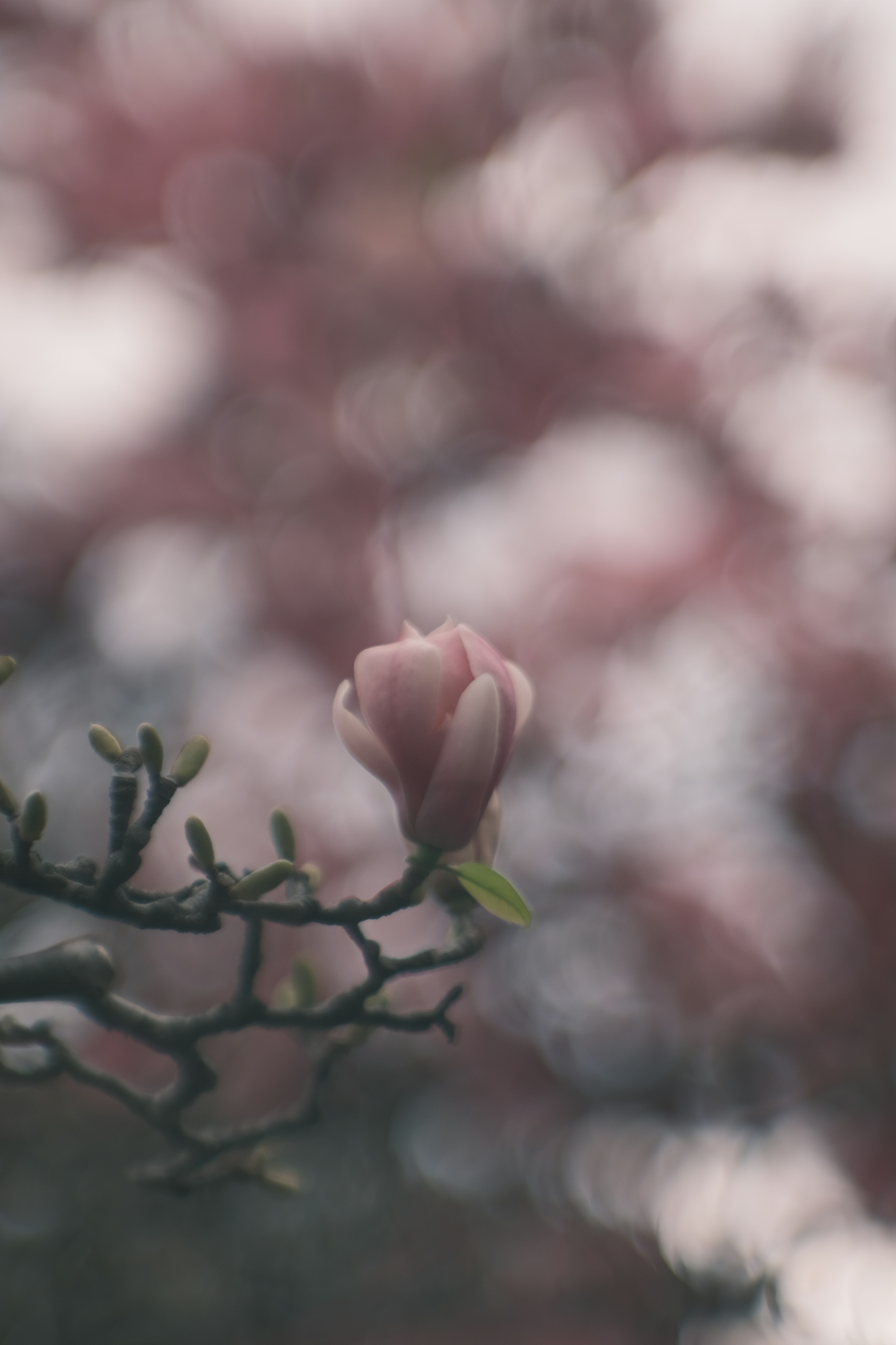 Fiore rosa morbido che fiorisce su un ramo con uno sfondo primaverile sfocato