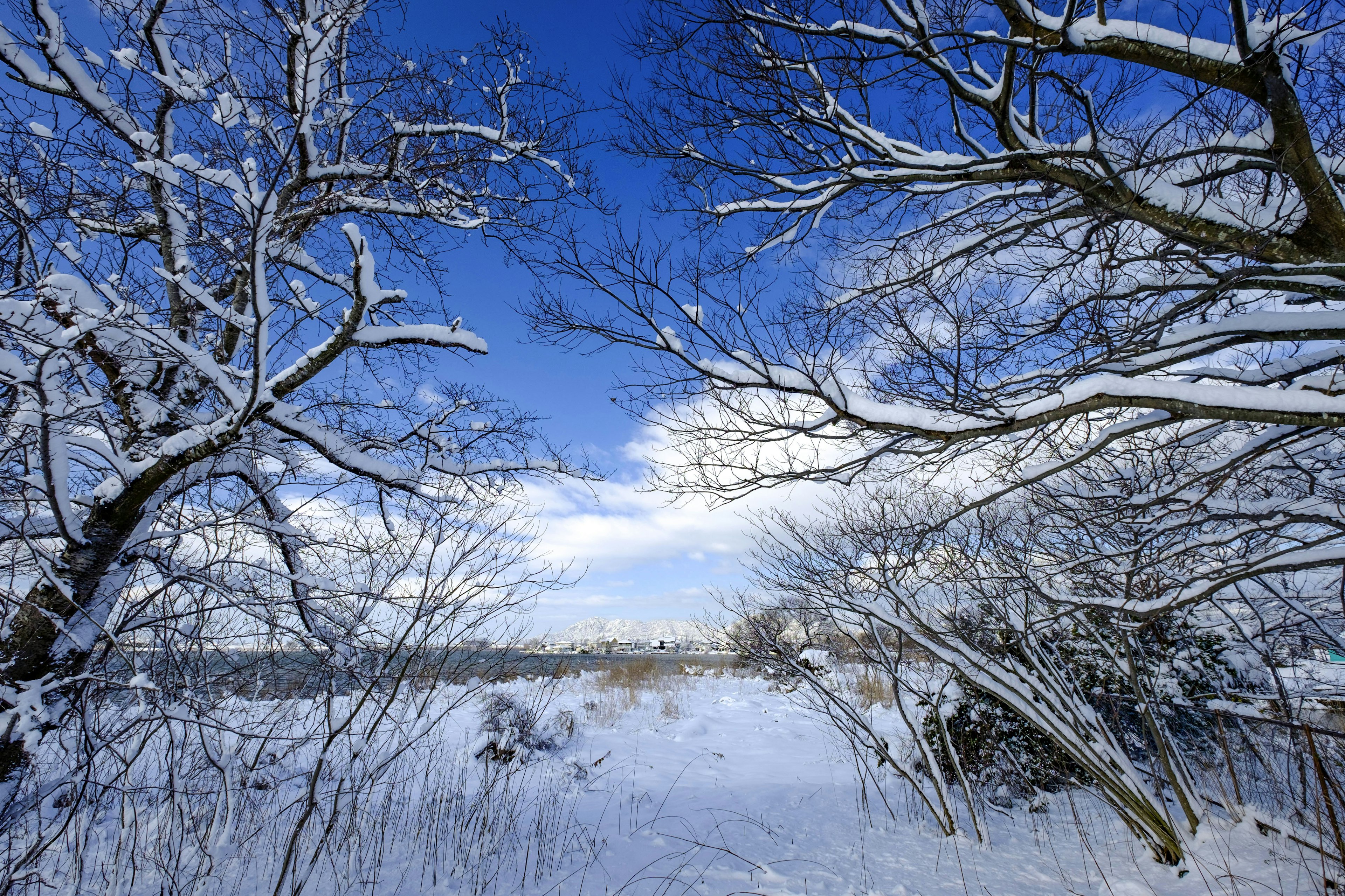 Winter landscape with snow-covered trees and a blue sky