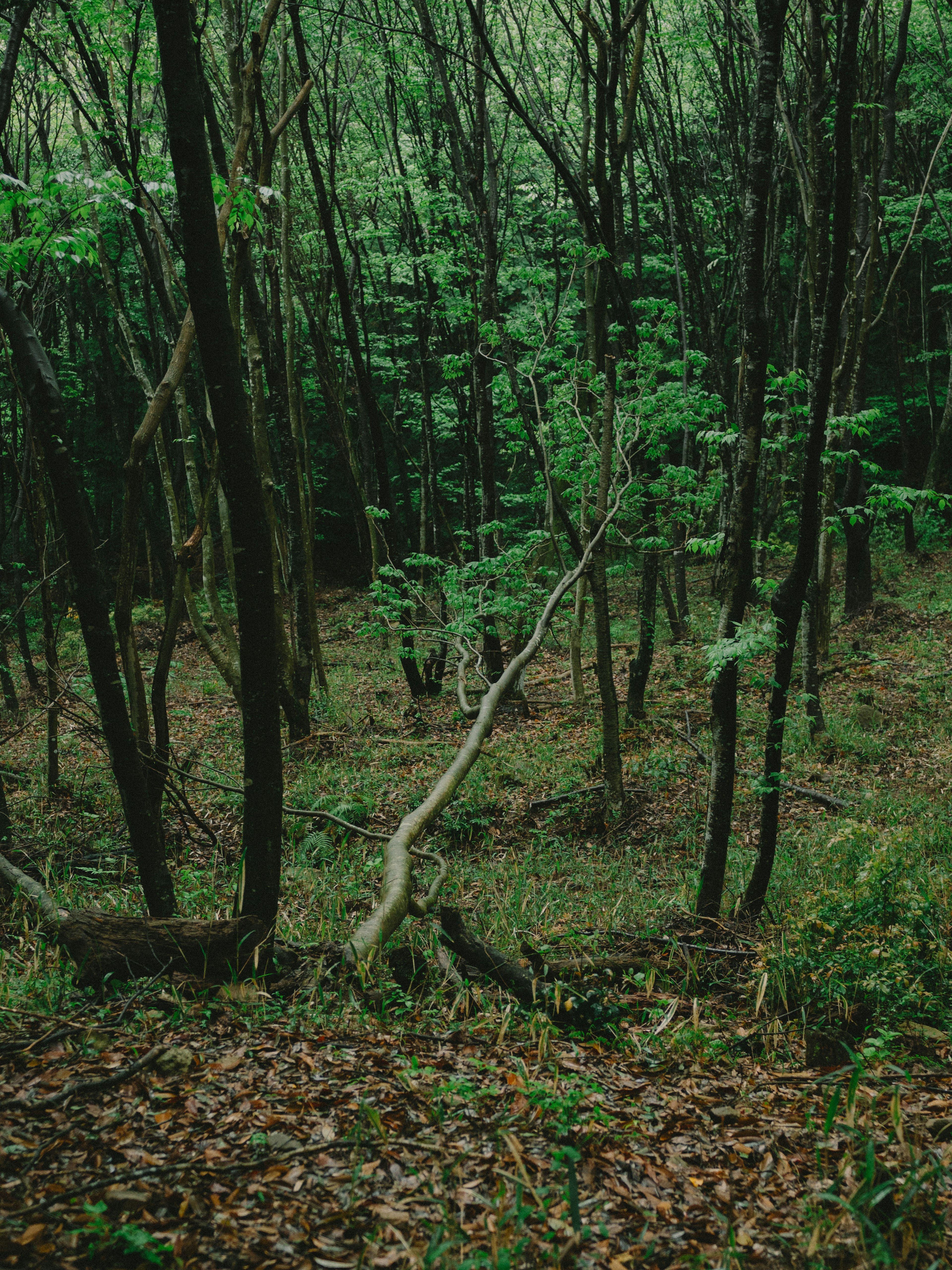 被绿色树木环绕的安静森林场景