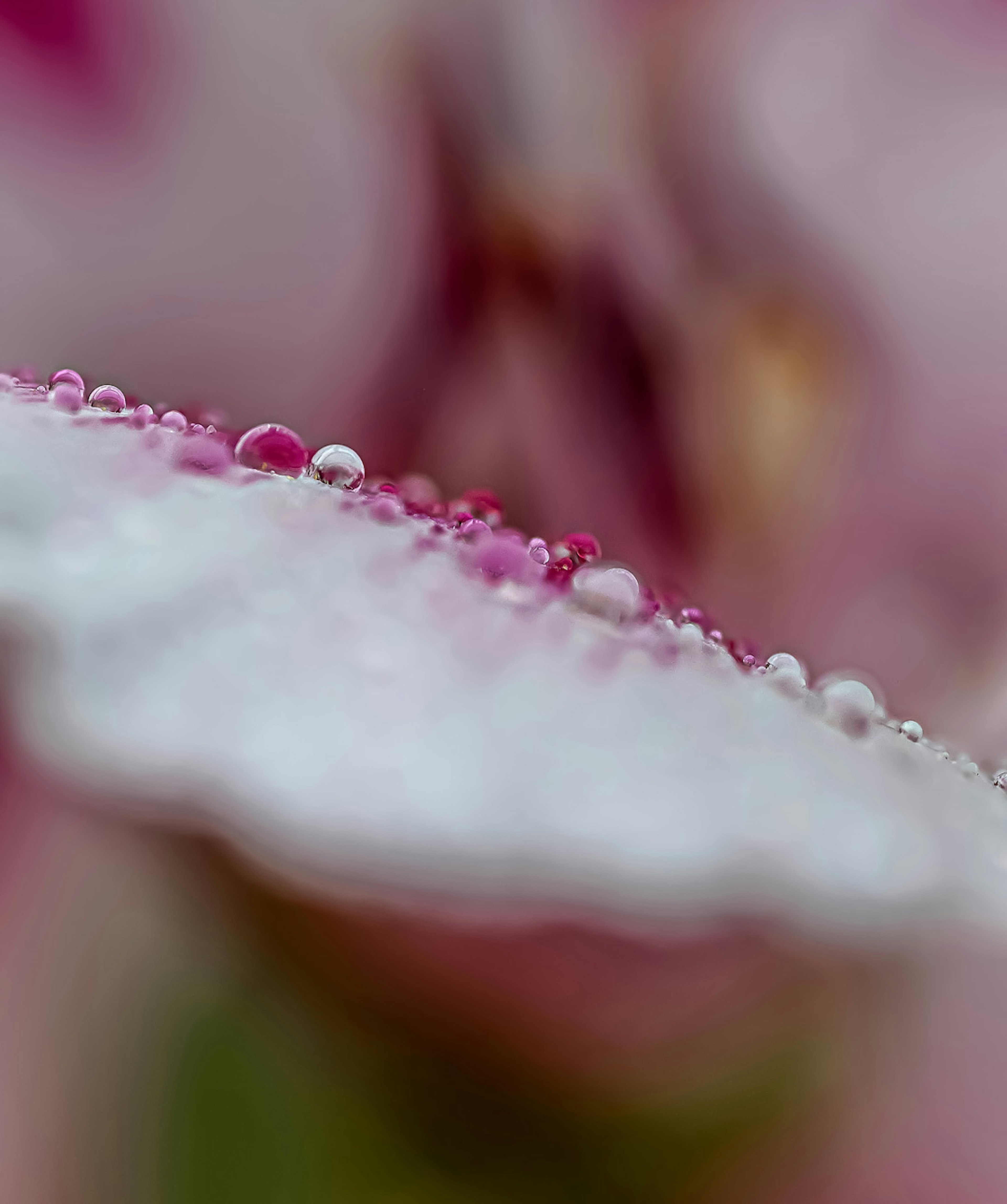 花びらの端に水滴が並ぶ美しいマクロ写真