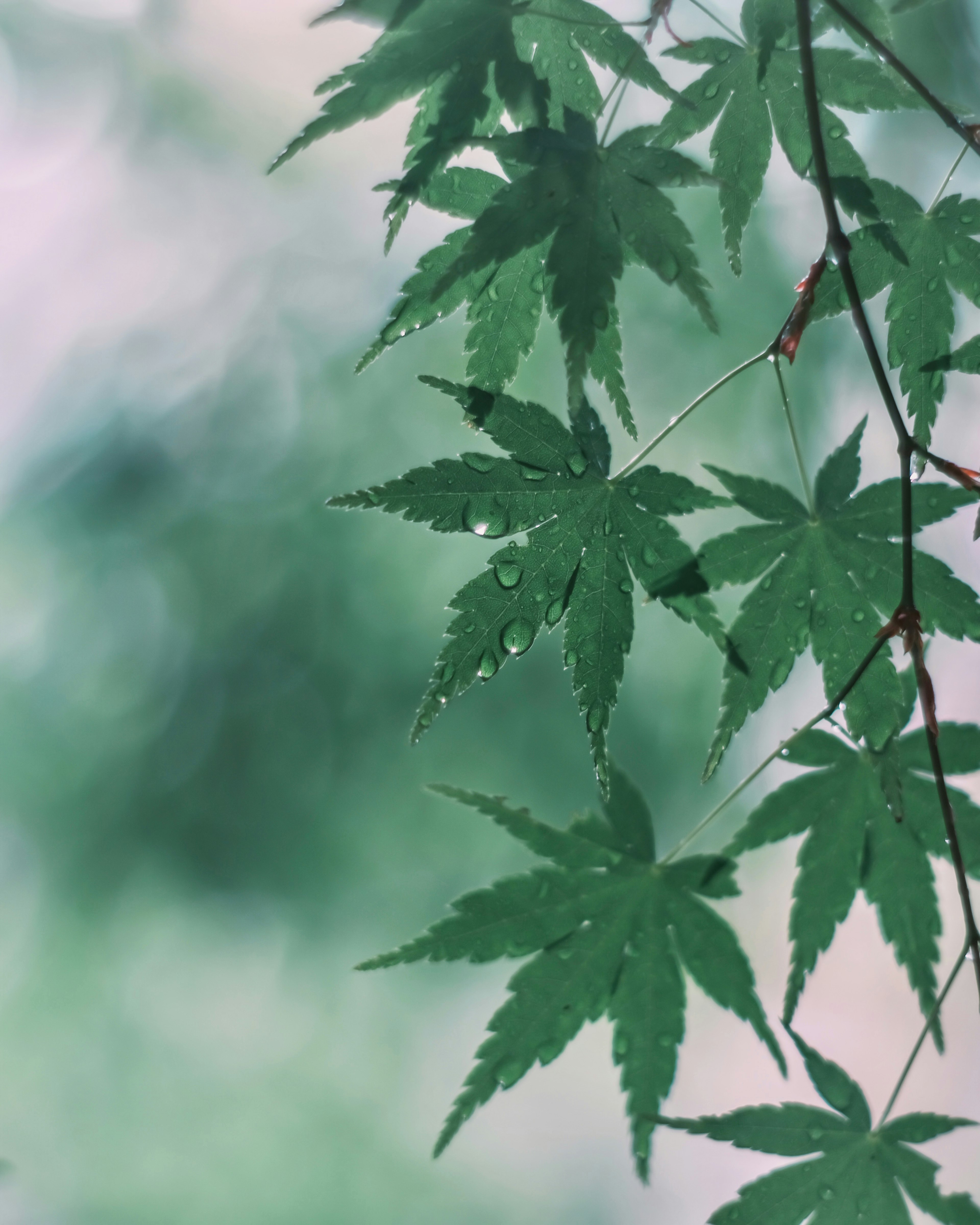 Primer plano de hojas de arce verdes vibrantes con gotas