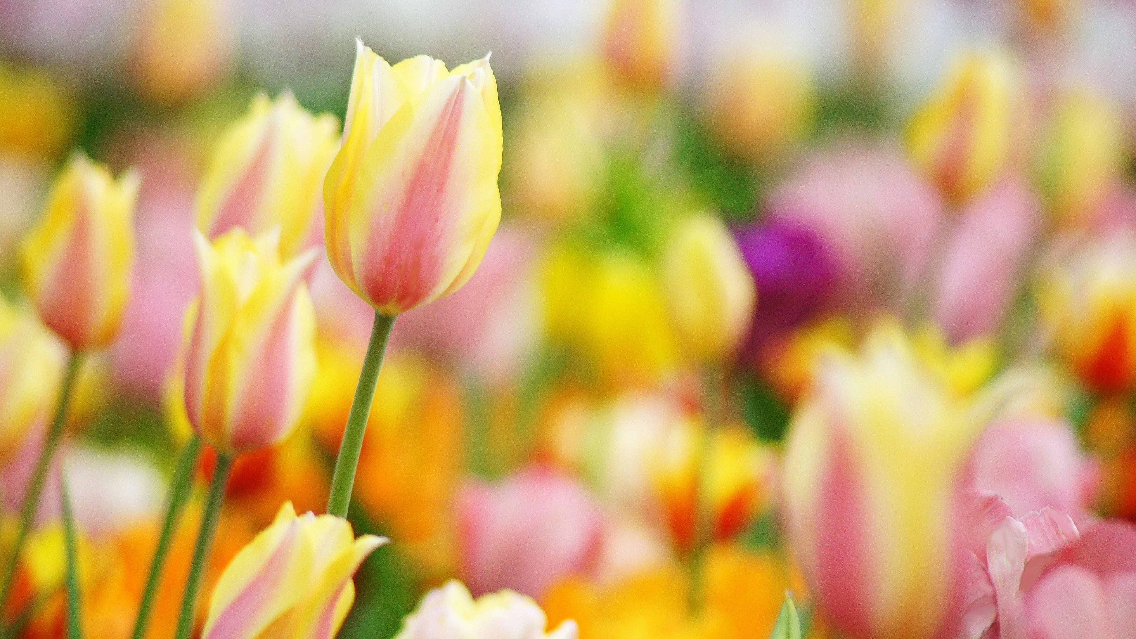 Cảnh hoa tulip đầy màu sắc đang nở