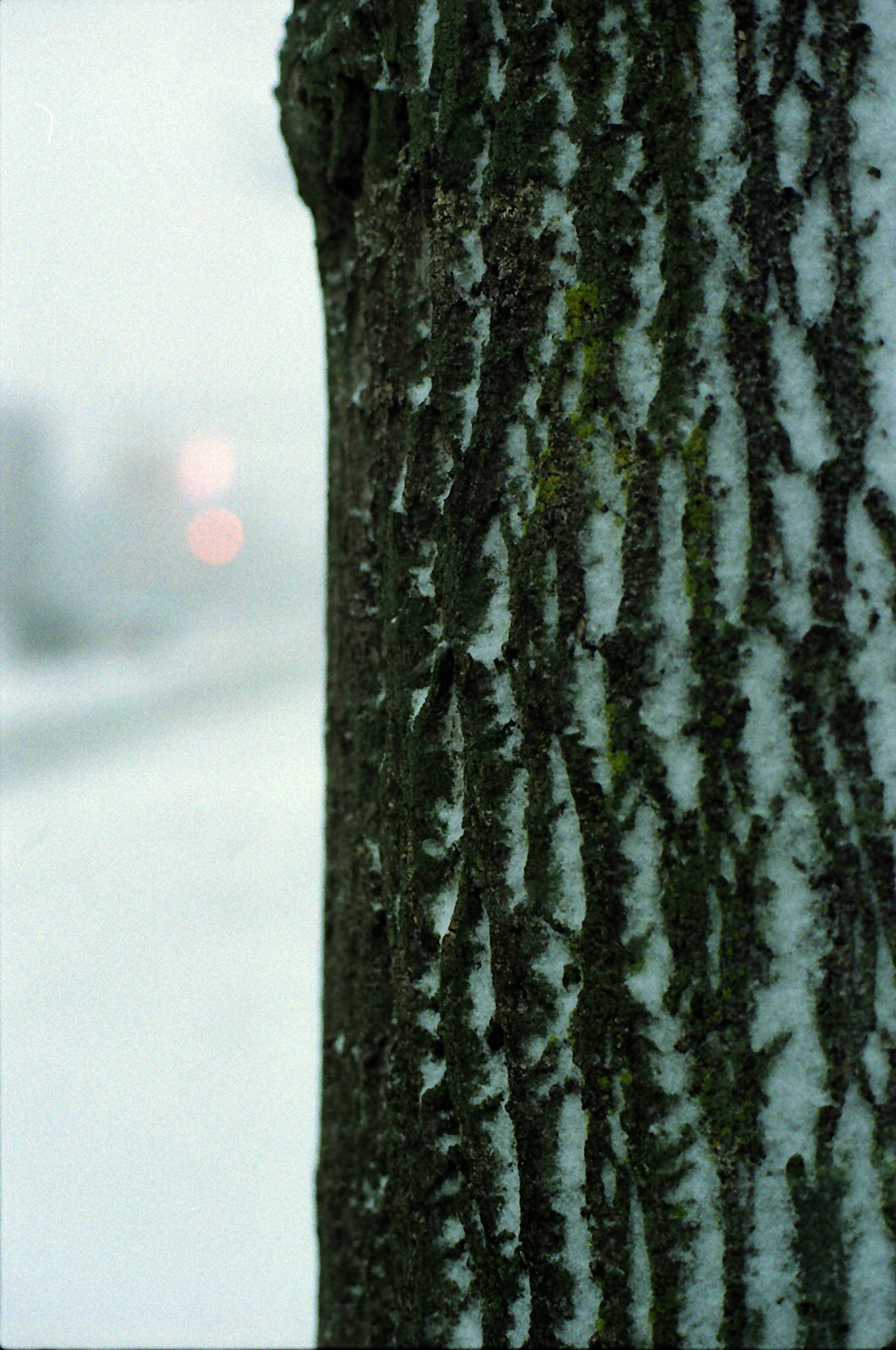 Close-up of a tree trunk covered in snow with prominent bark patterns