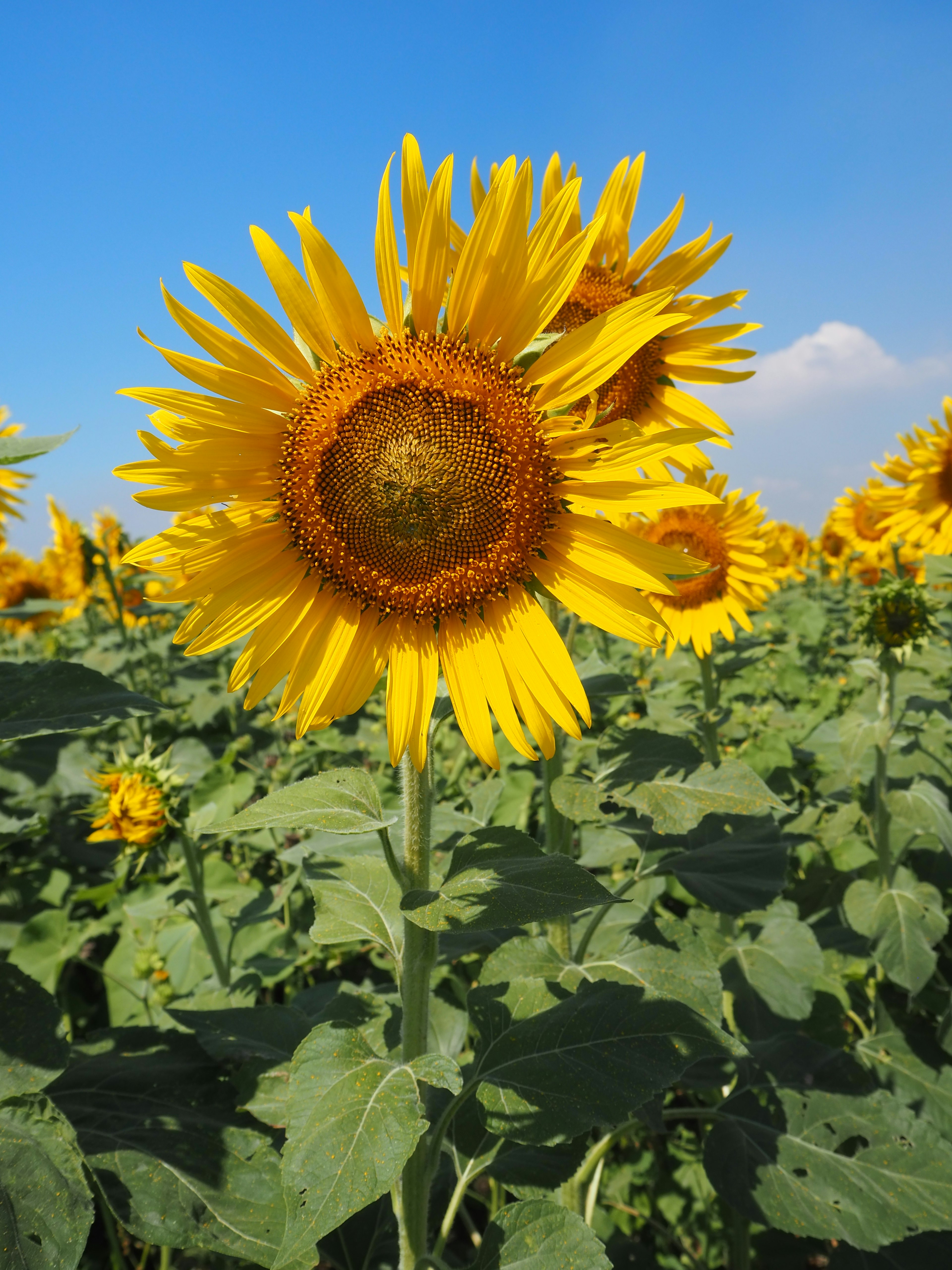 Lebendiger Sonnenblumen blüht unter einem blauen Himmel