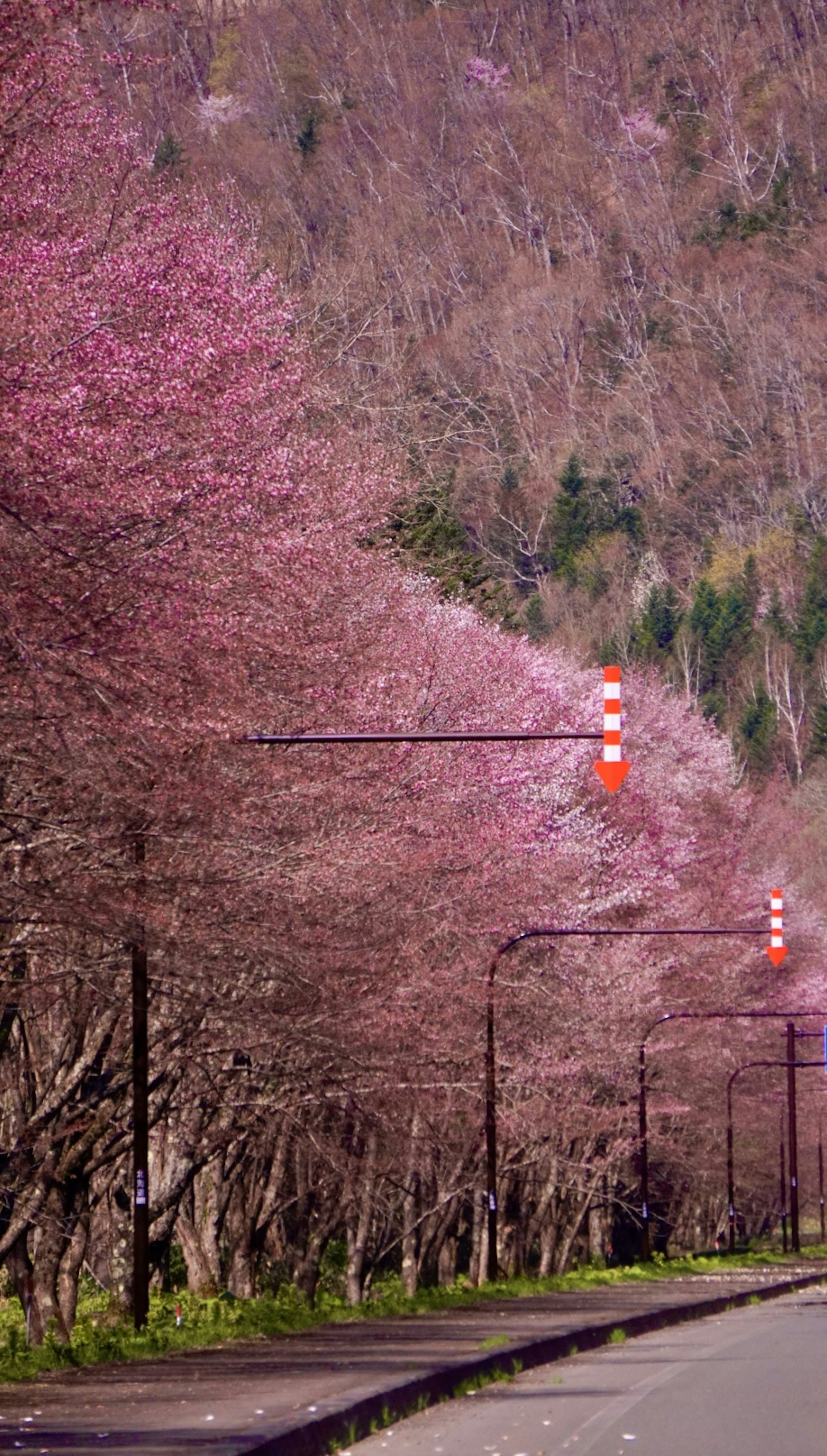 Cherry blossom trees lining a road with red traffic lights