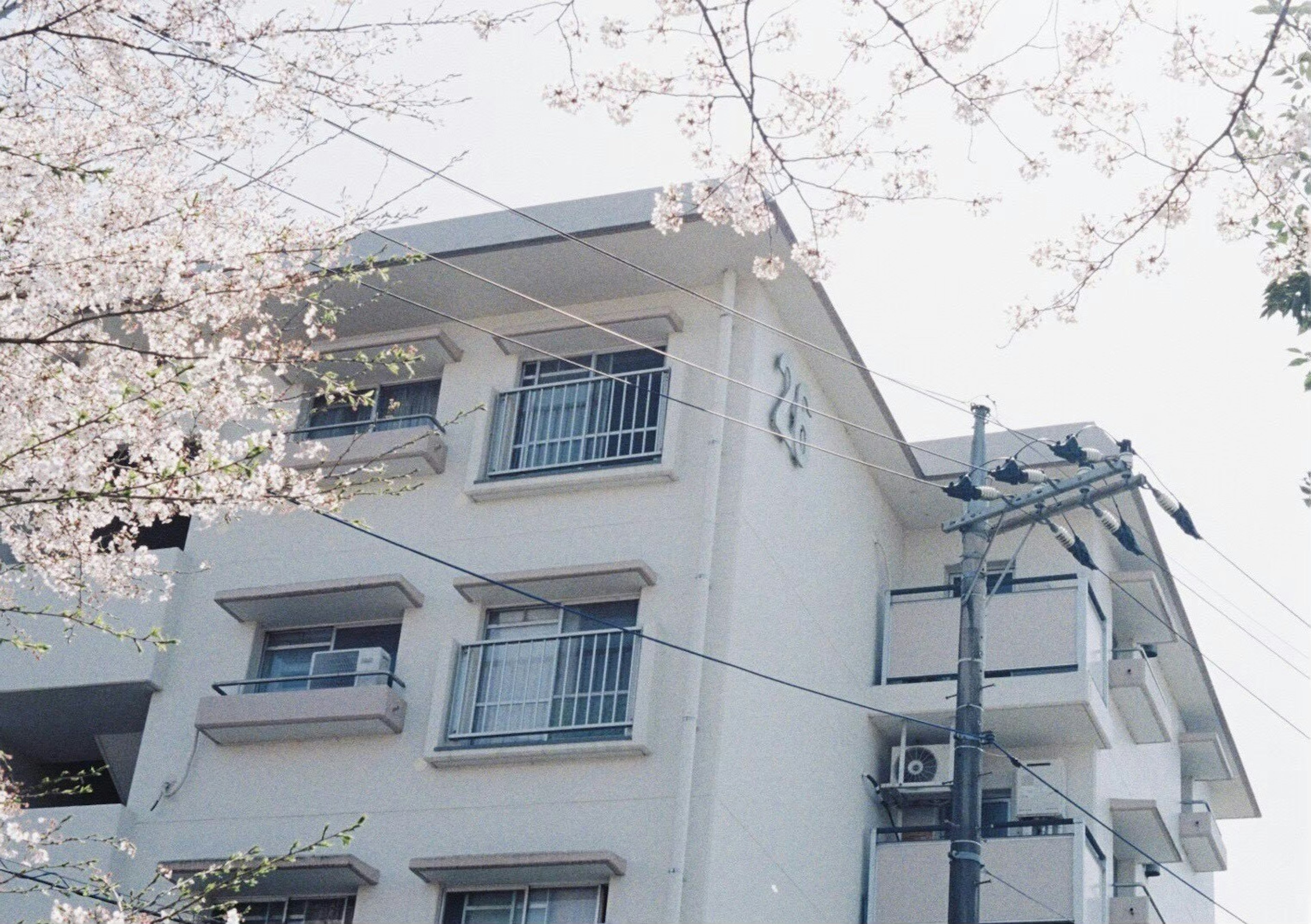 Exterior view of a white building with cherry blossoms