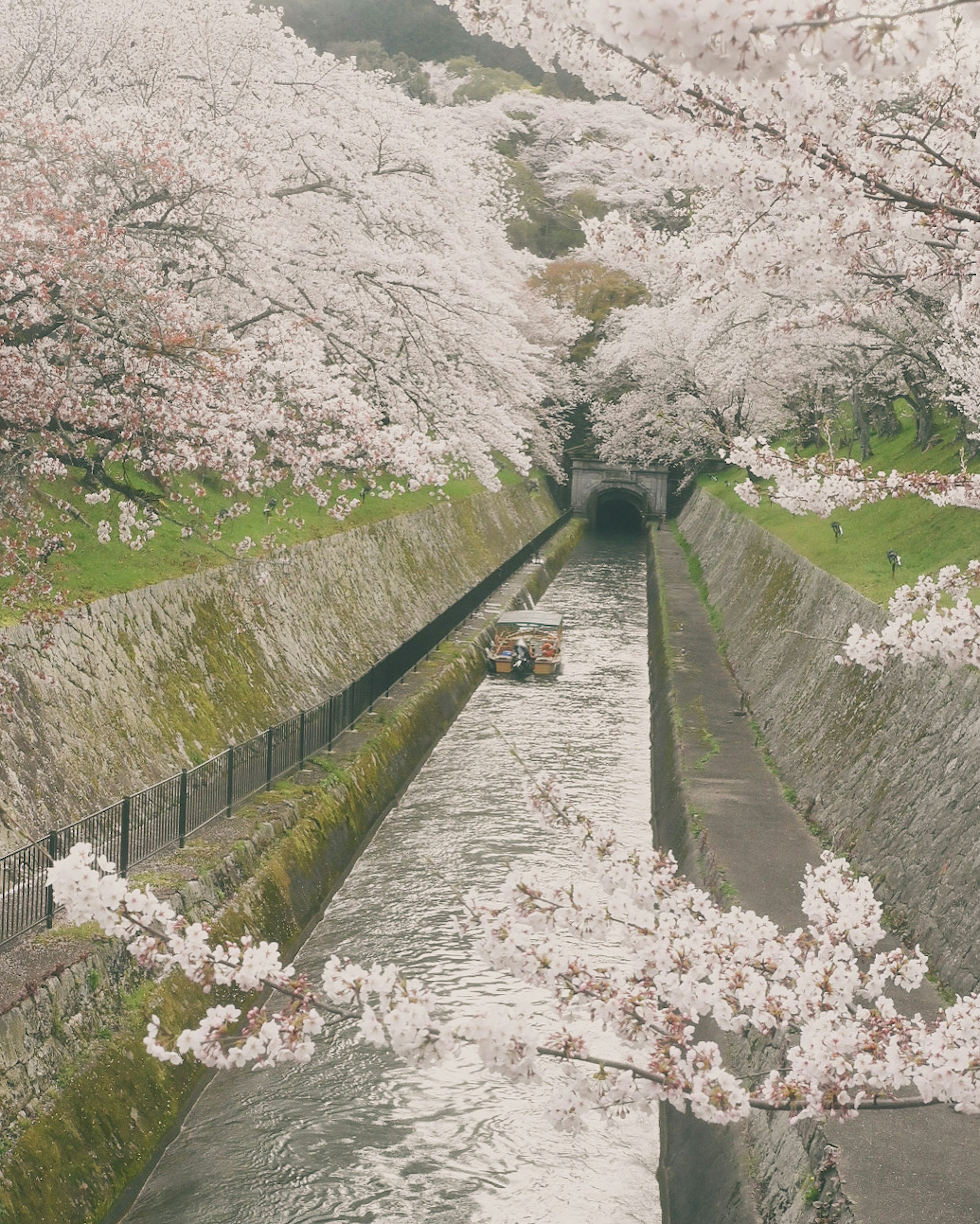 Un petit bateau naviguant sur un cours d'eau tranquille entouré de cerisiers en fleurs