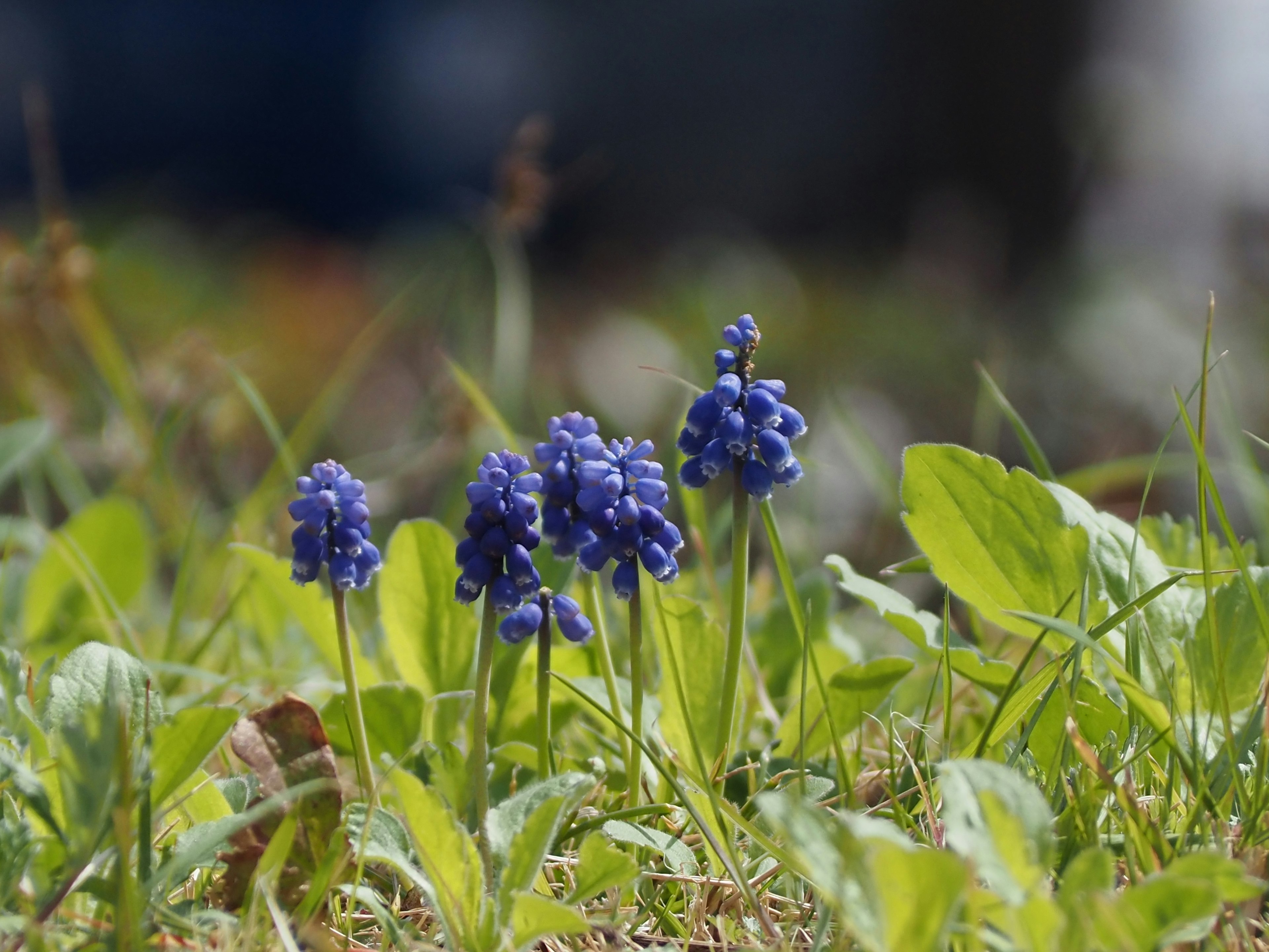 Gruppo di fiori blu in un campo erboso