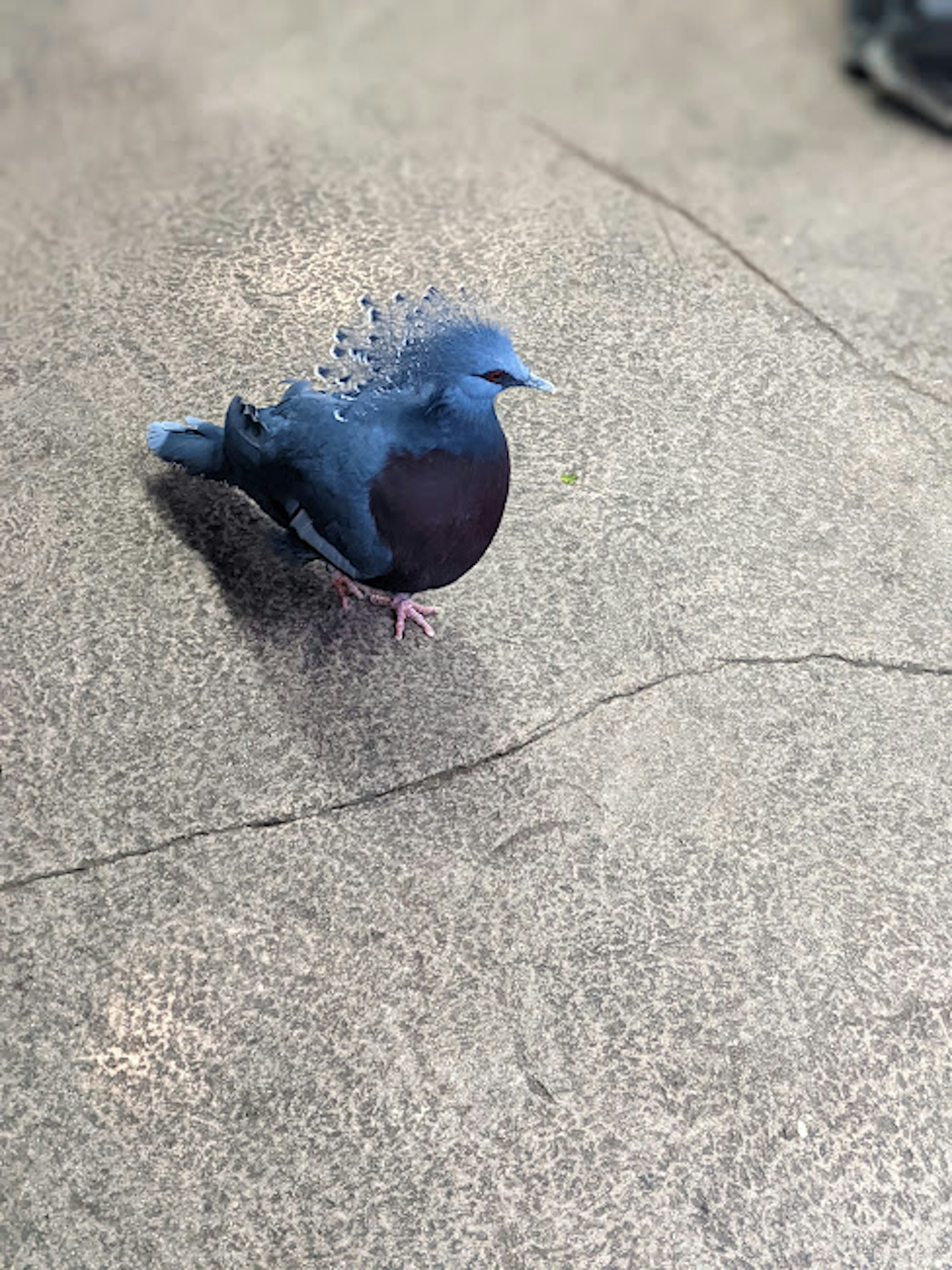 Un piccione blu in piedi sul terreno