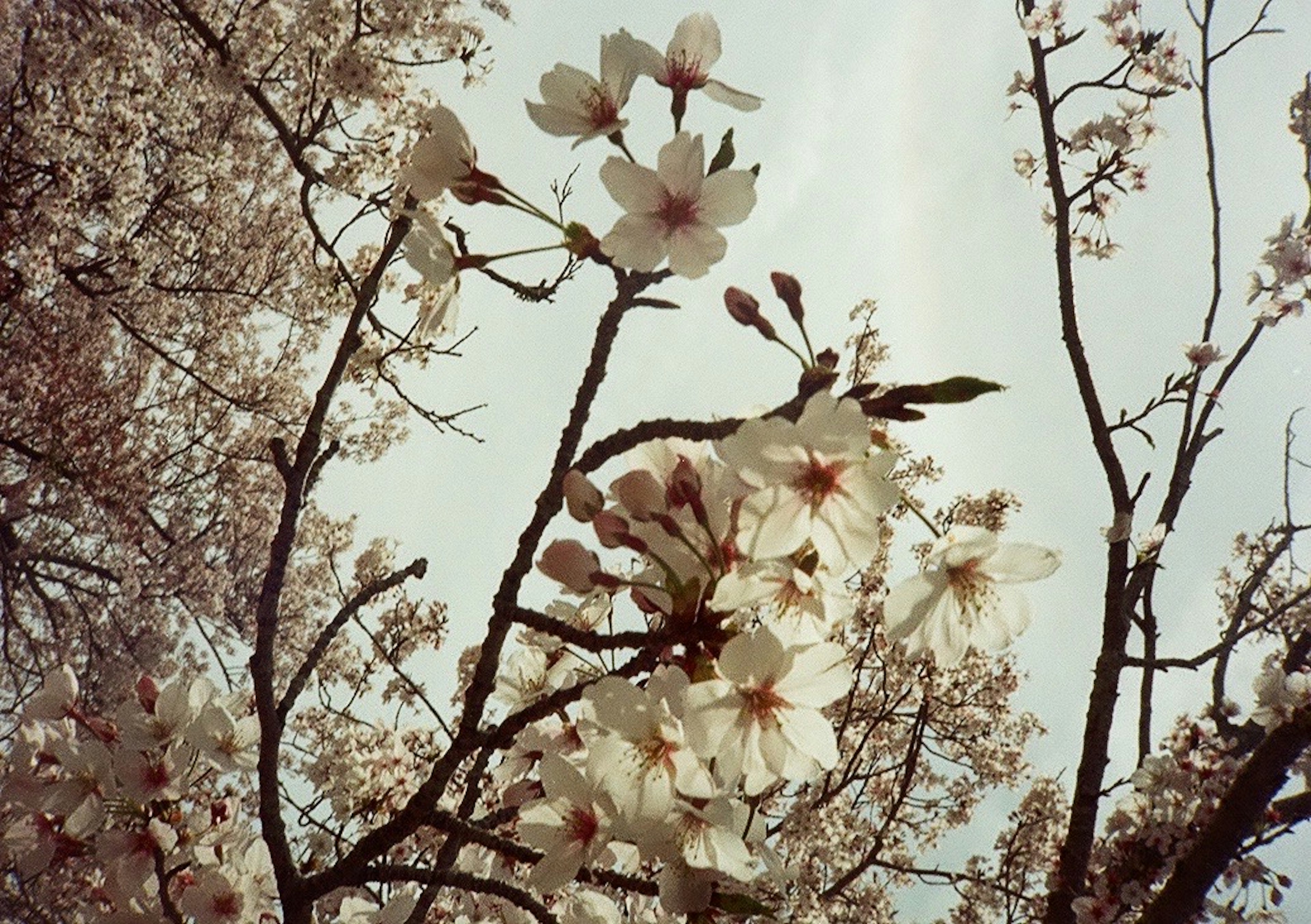 桜の花が咲いている枝のクローズアップ