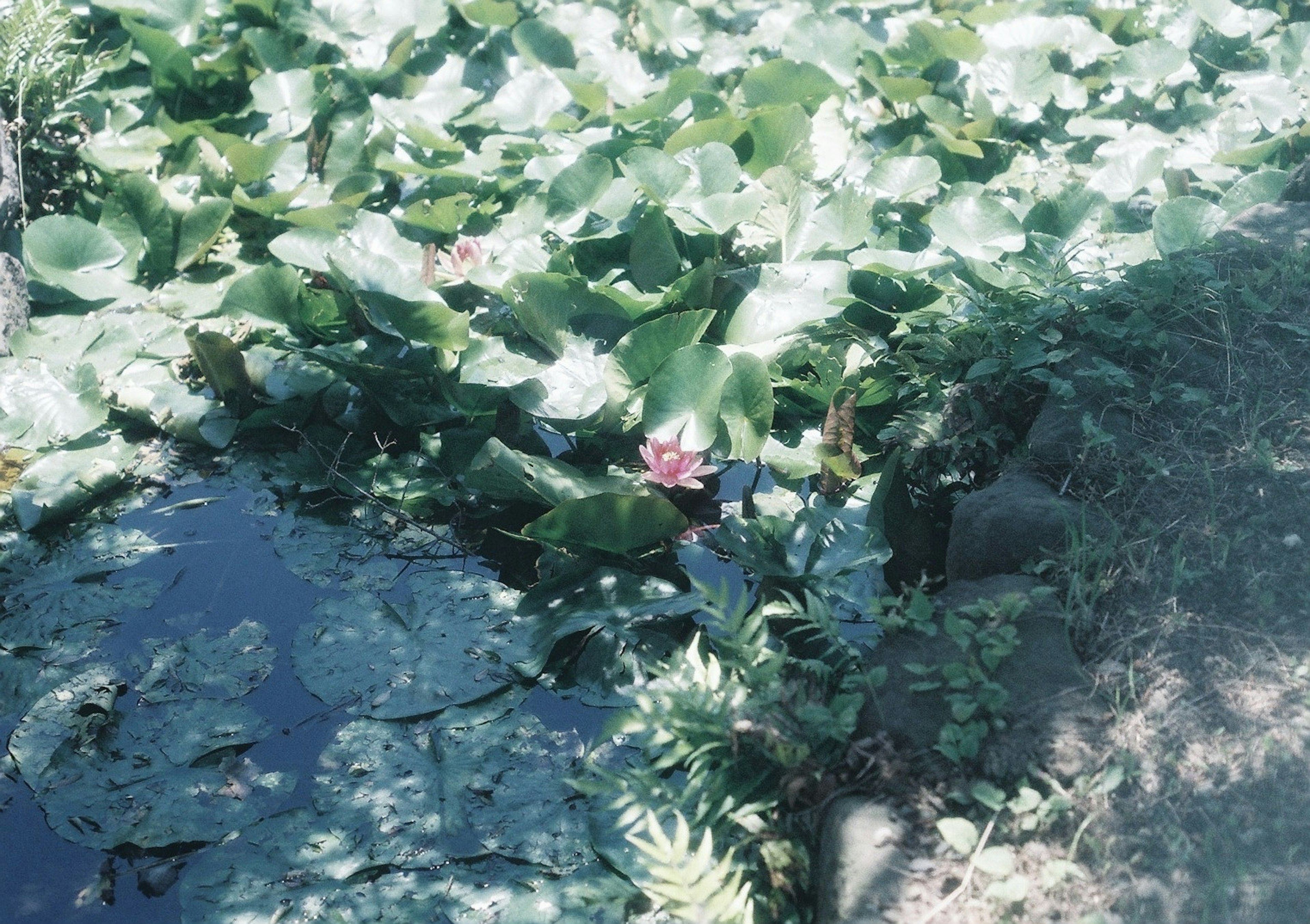 池に浮かぶ蓮の葉と一輪の花