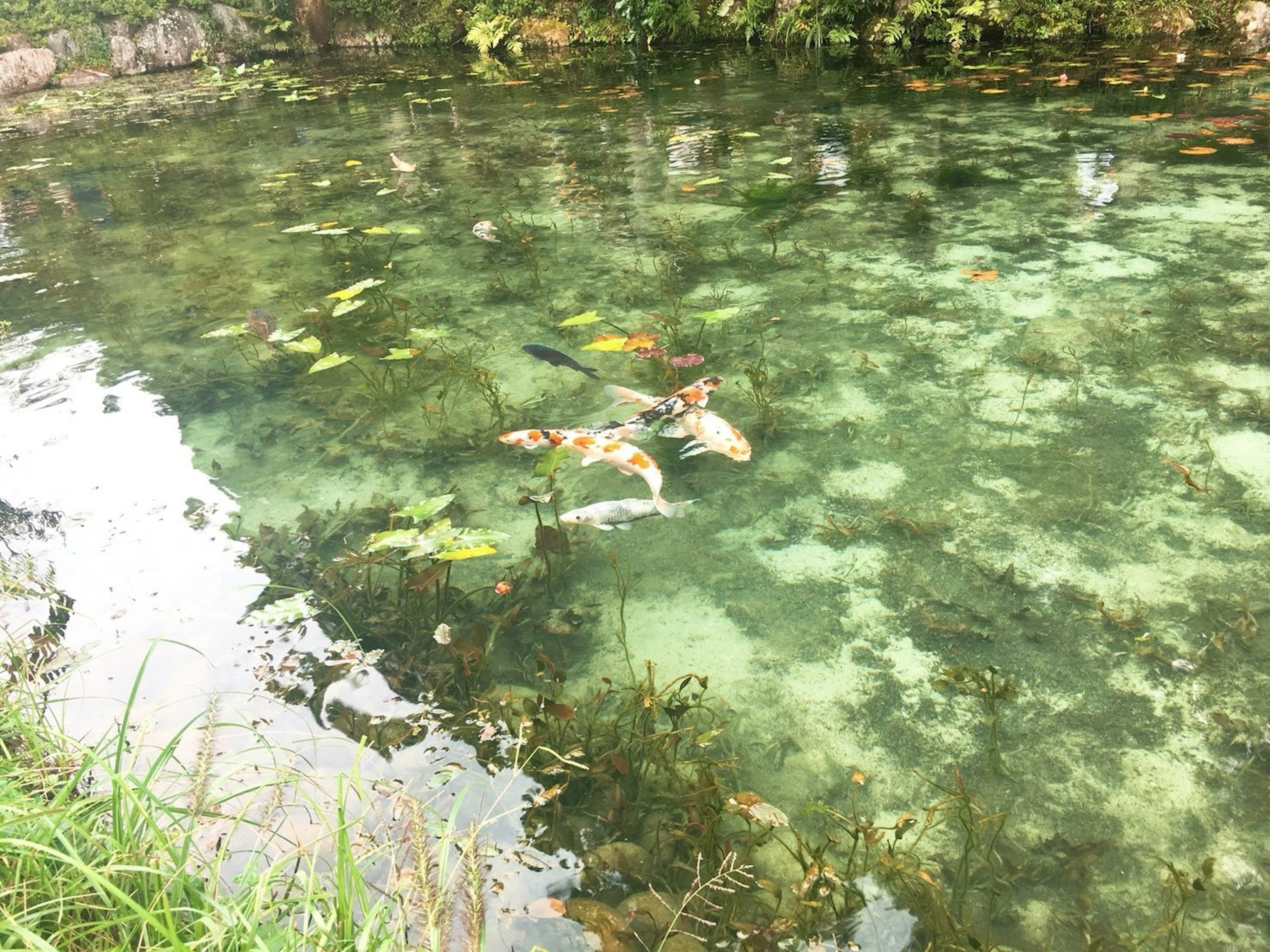 Peces nadando en un estanque claro rodeado de plantas acuáticas