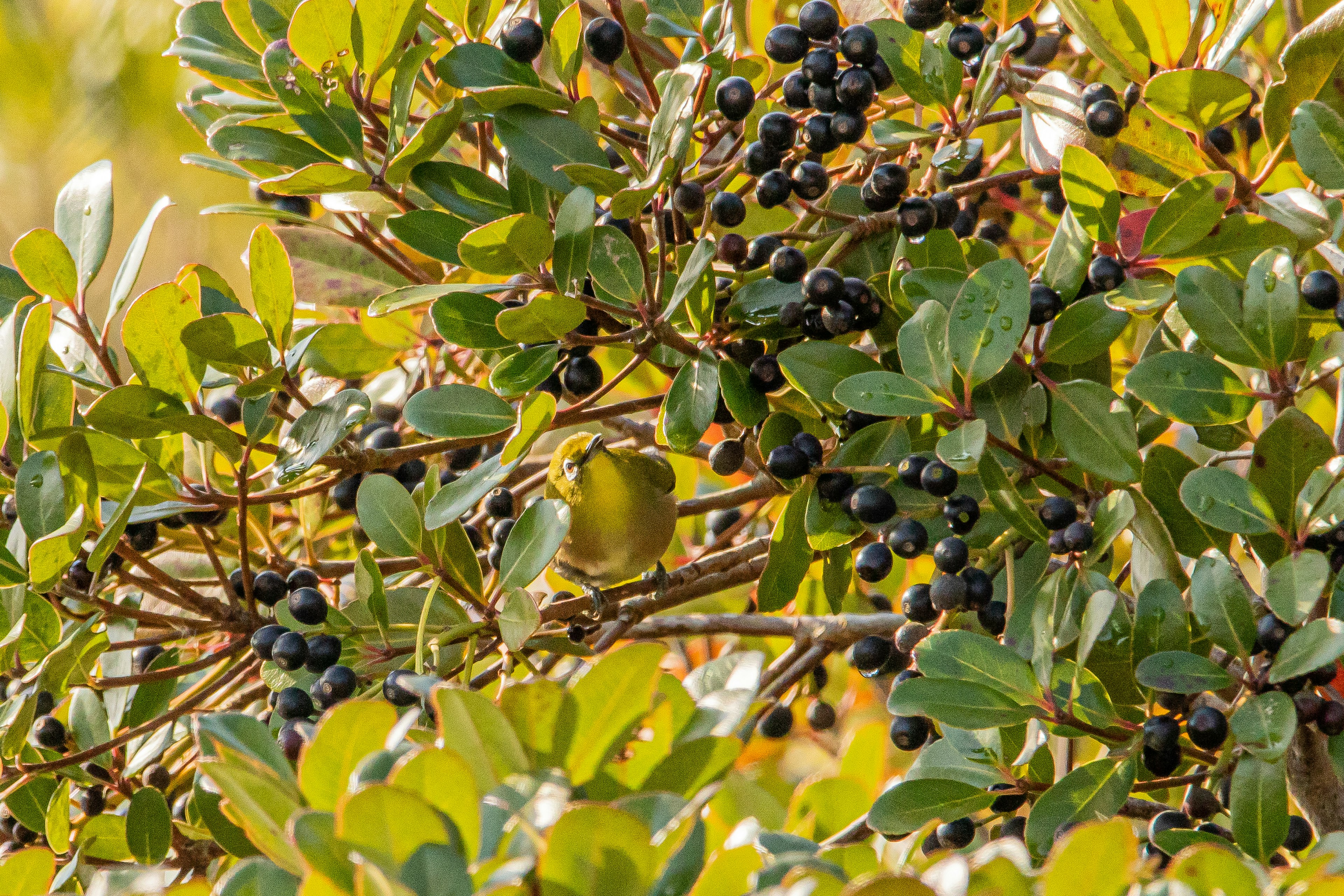 Close-up of a branch with black berries and green leaves