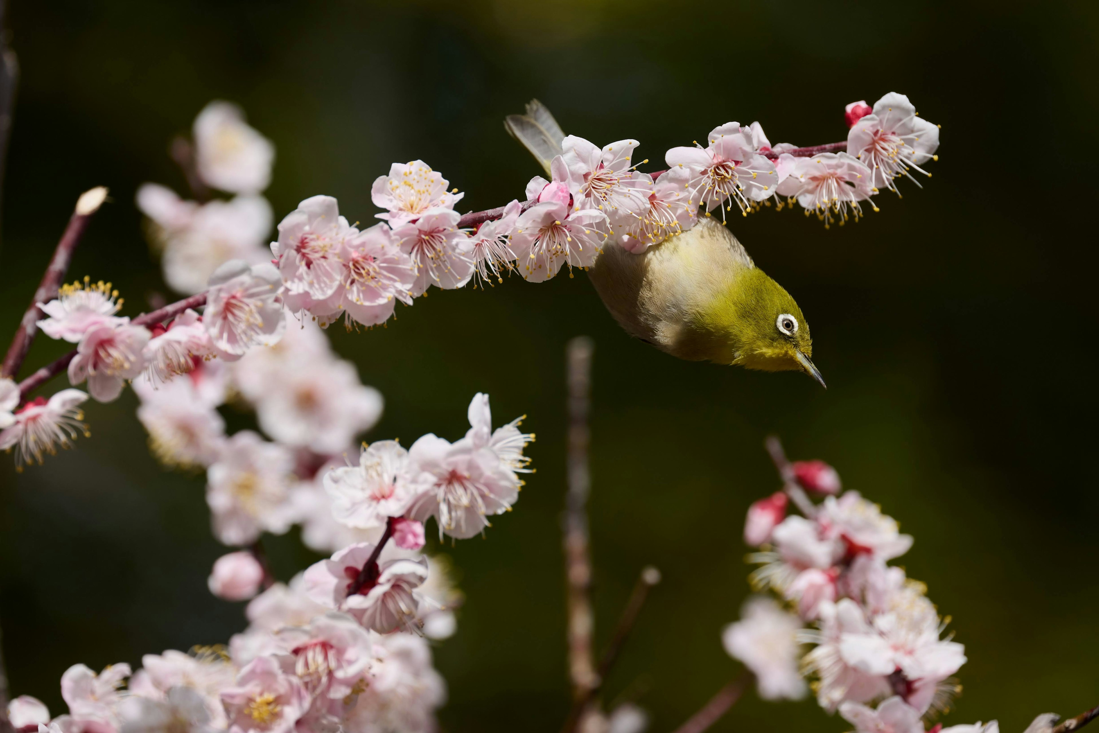 Petit oiseau jaune perché sur des fleurs de cerisier en fleurs