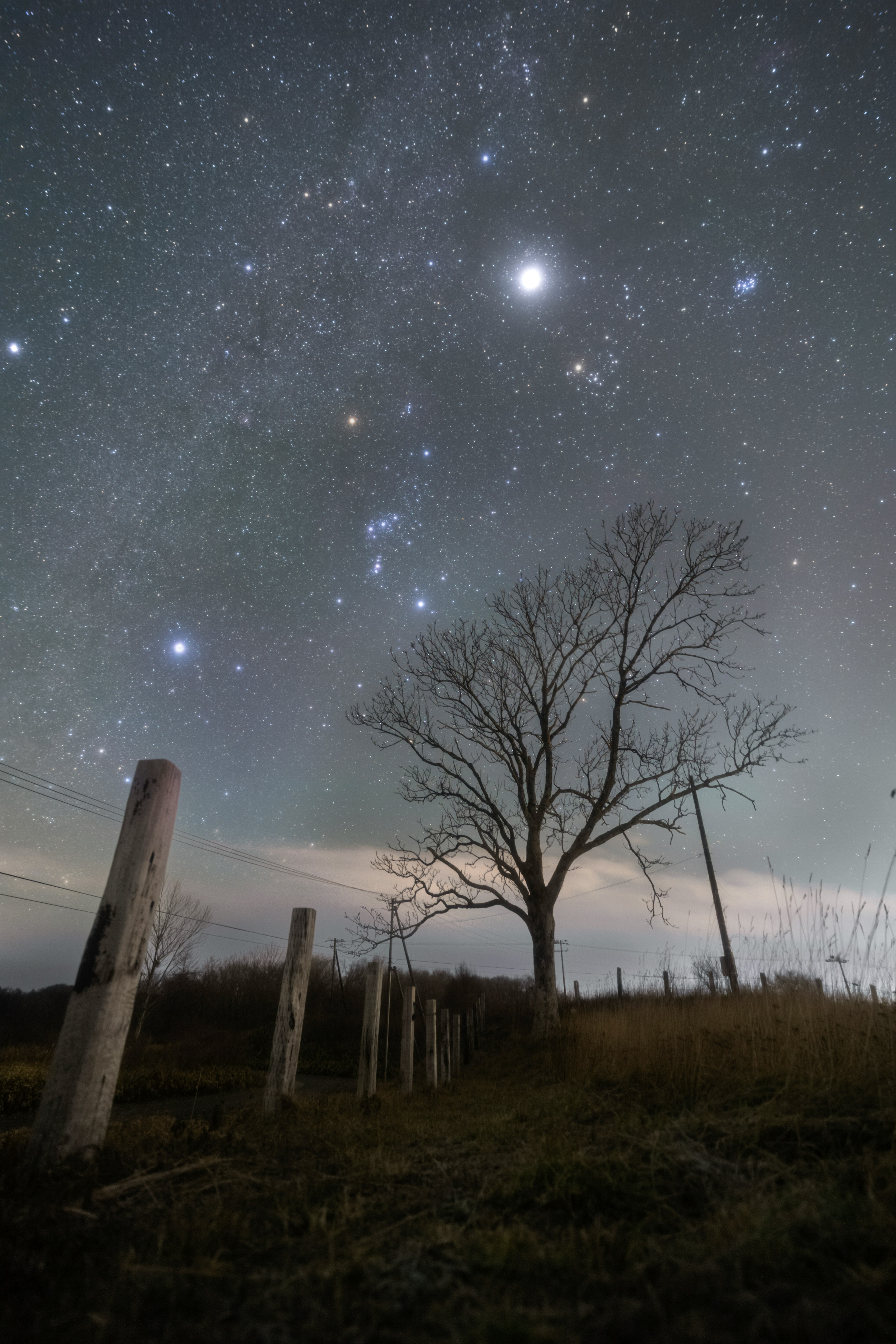 A solitary tree under a starry sky with old fence posts