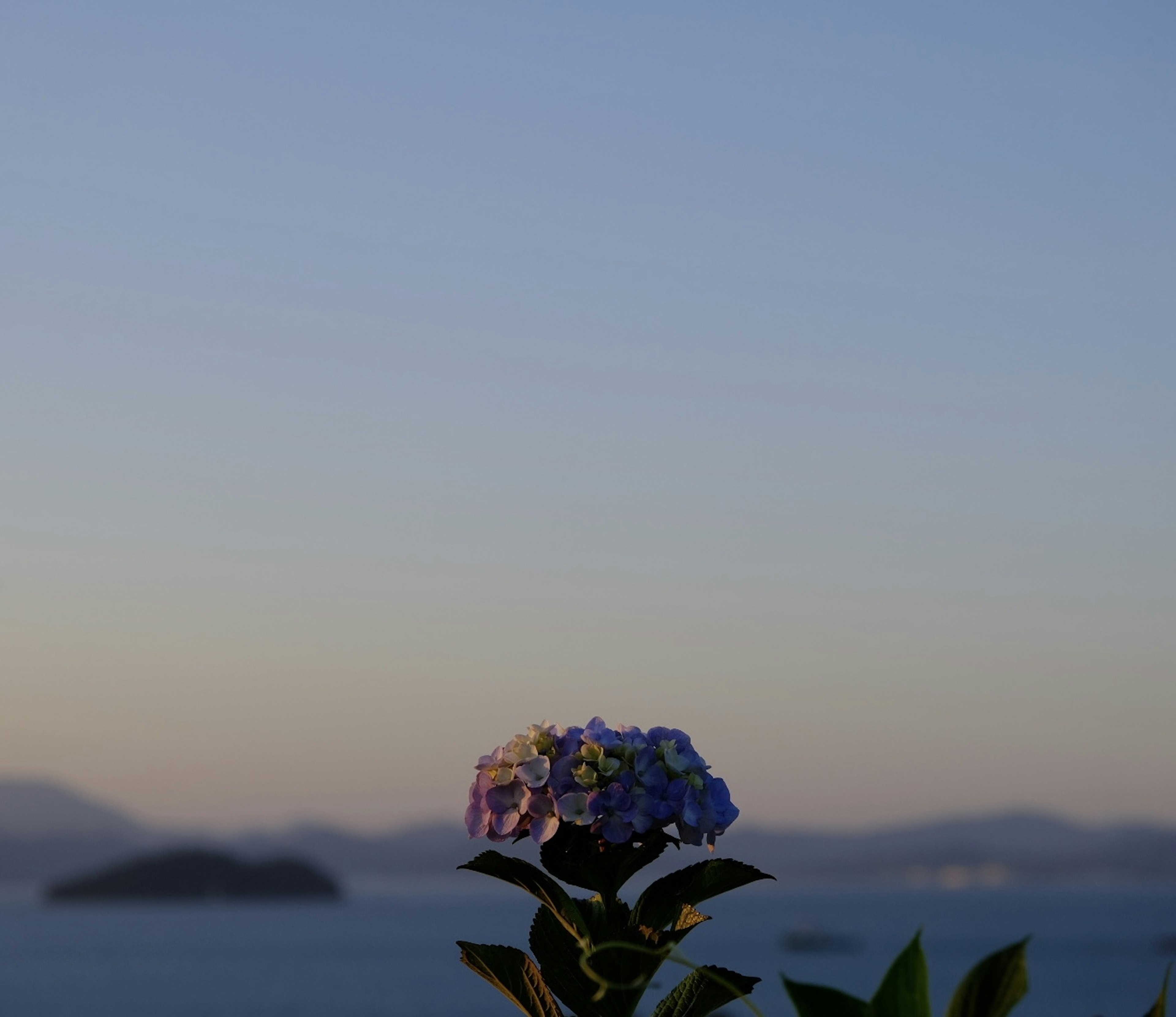 Una pianta fiorita viola di fronte a uno sfondo oceanico sereno