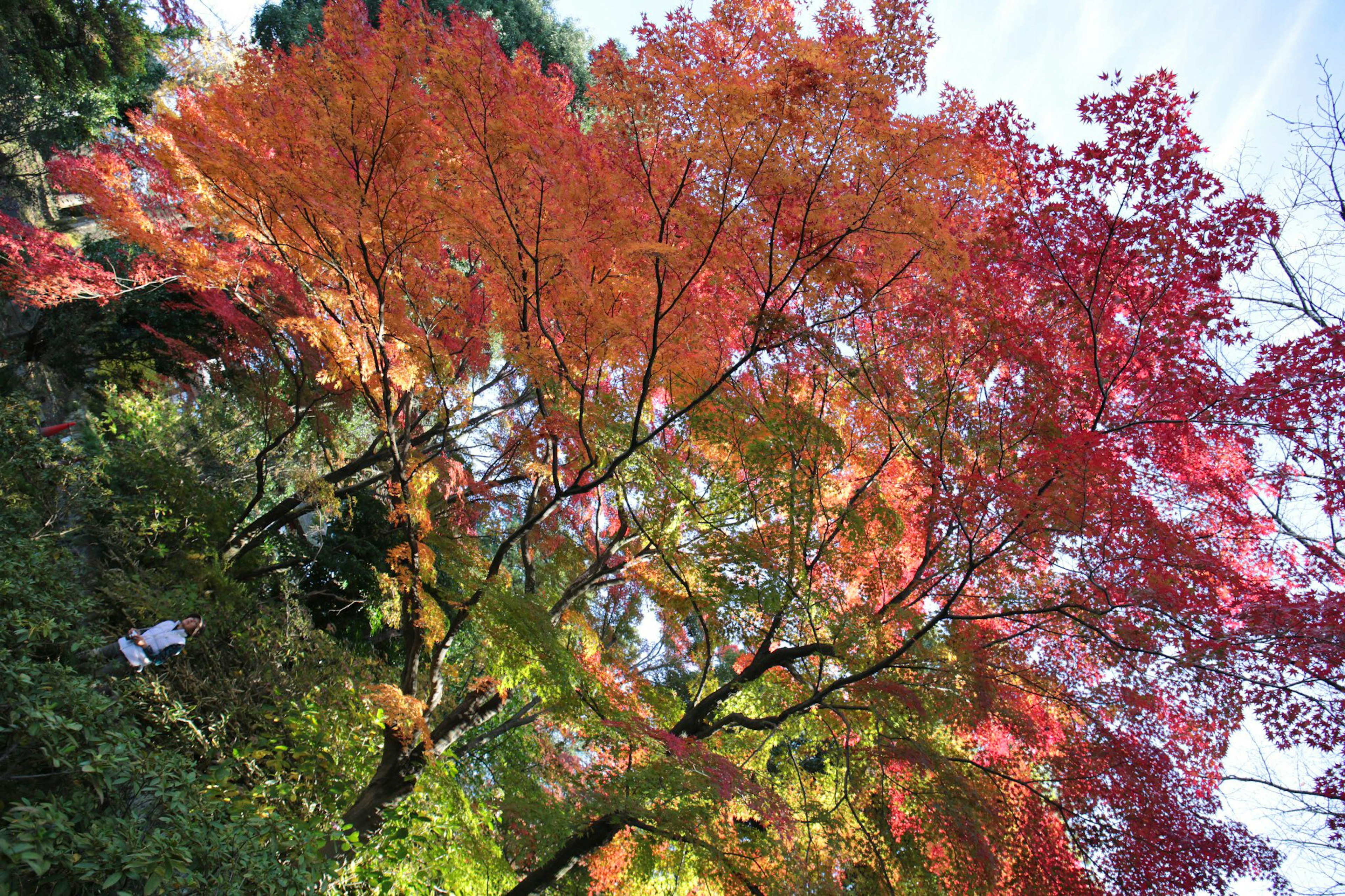 鮮やかな紅葉の木々が空に向かって広がっている