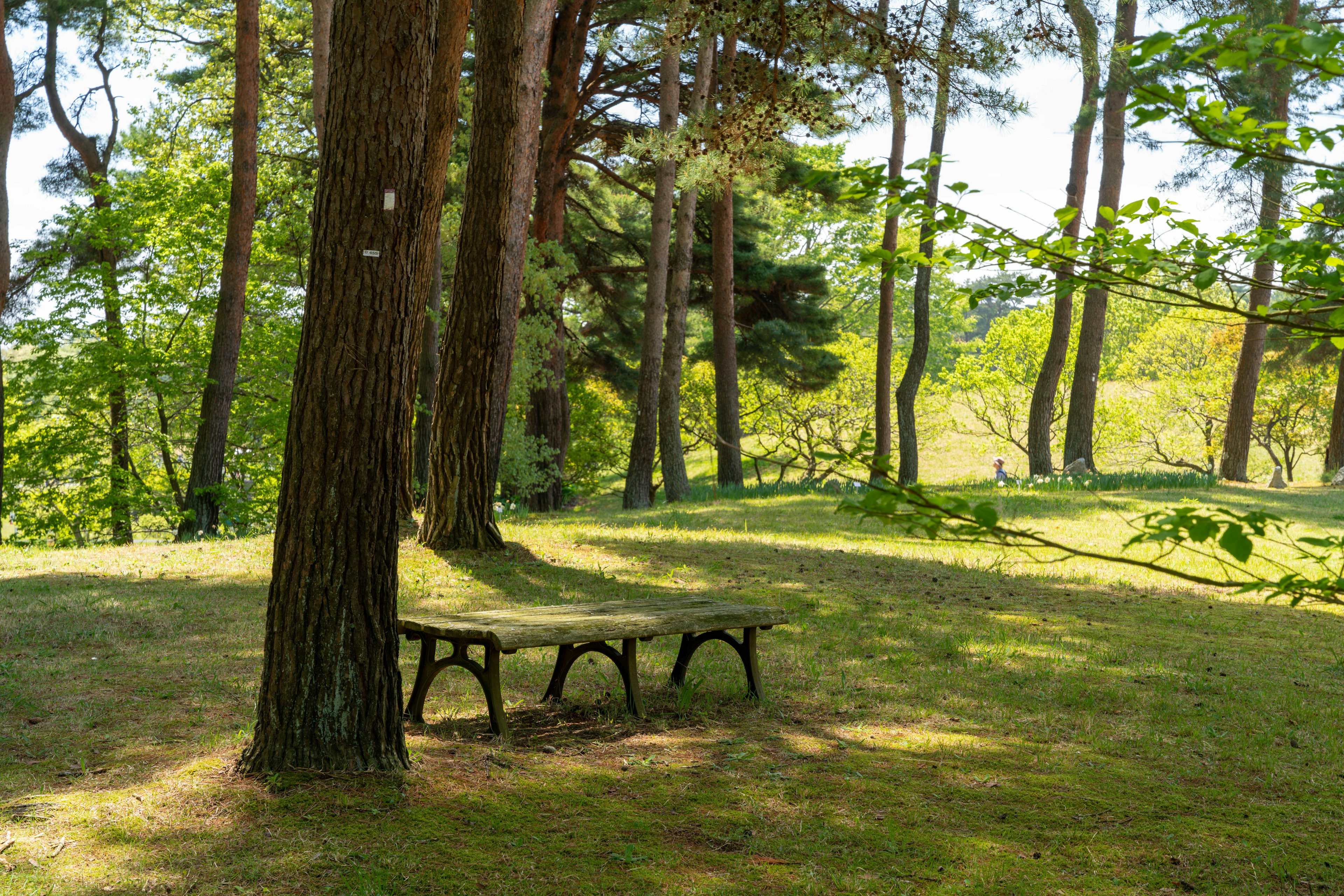 Un banc de parc tranquille entouré d'arbres