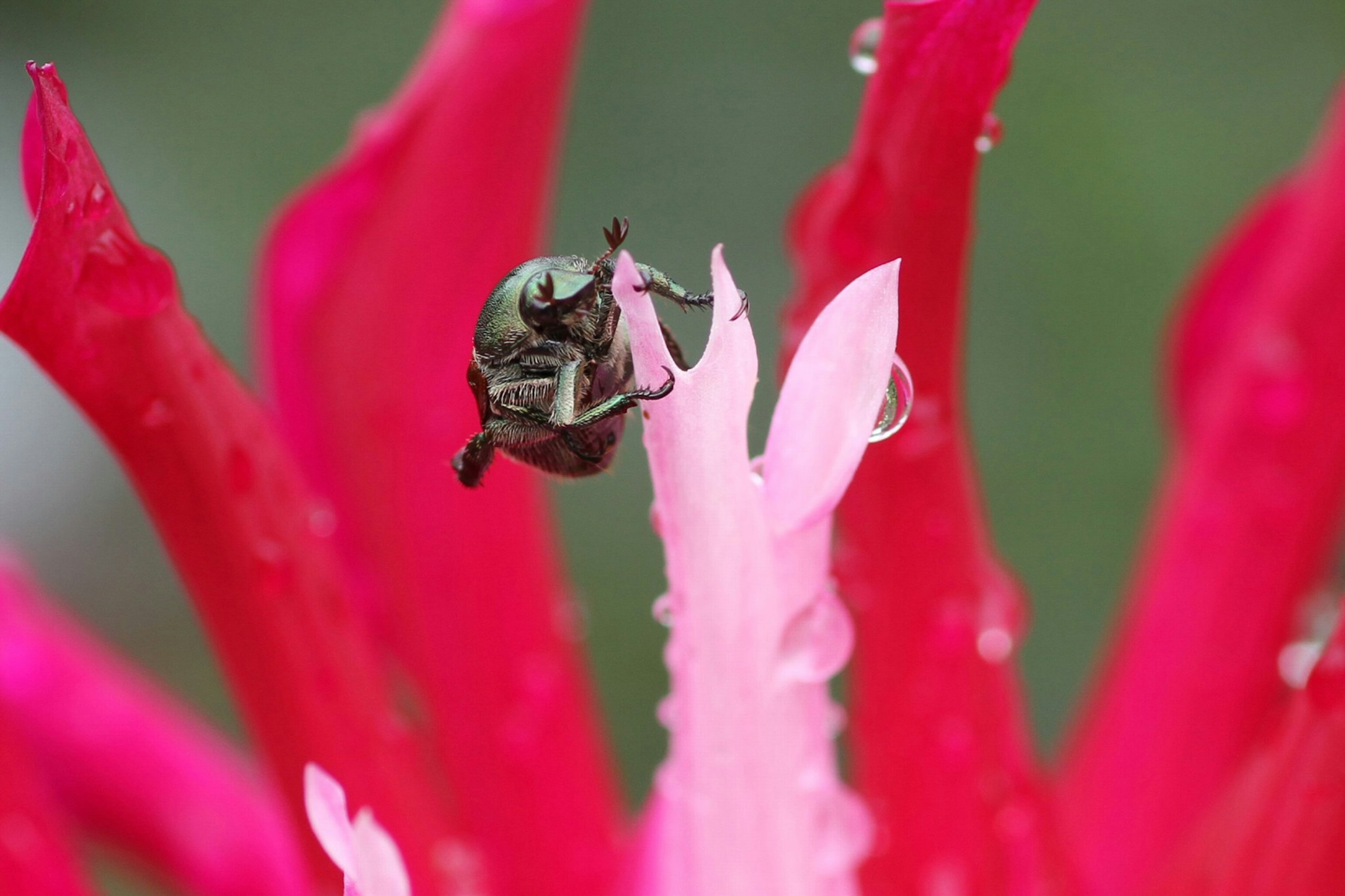 Acercamiento de un insecto sobre una flor rosa y roja