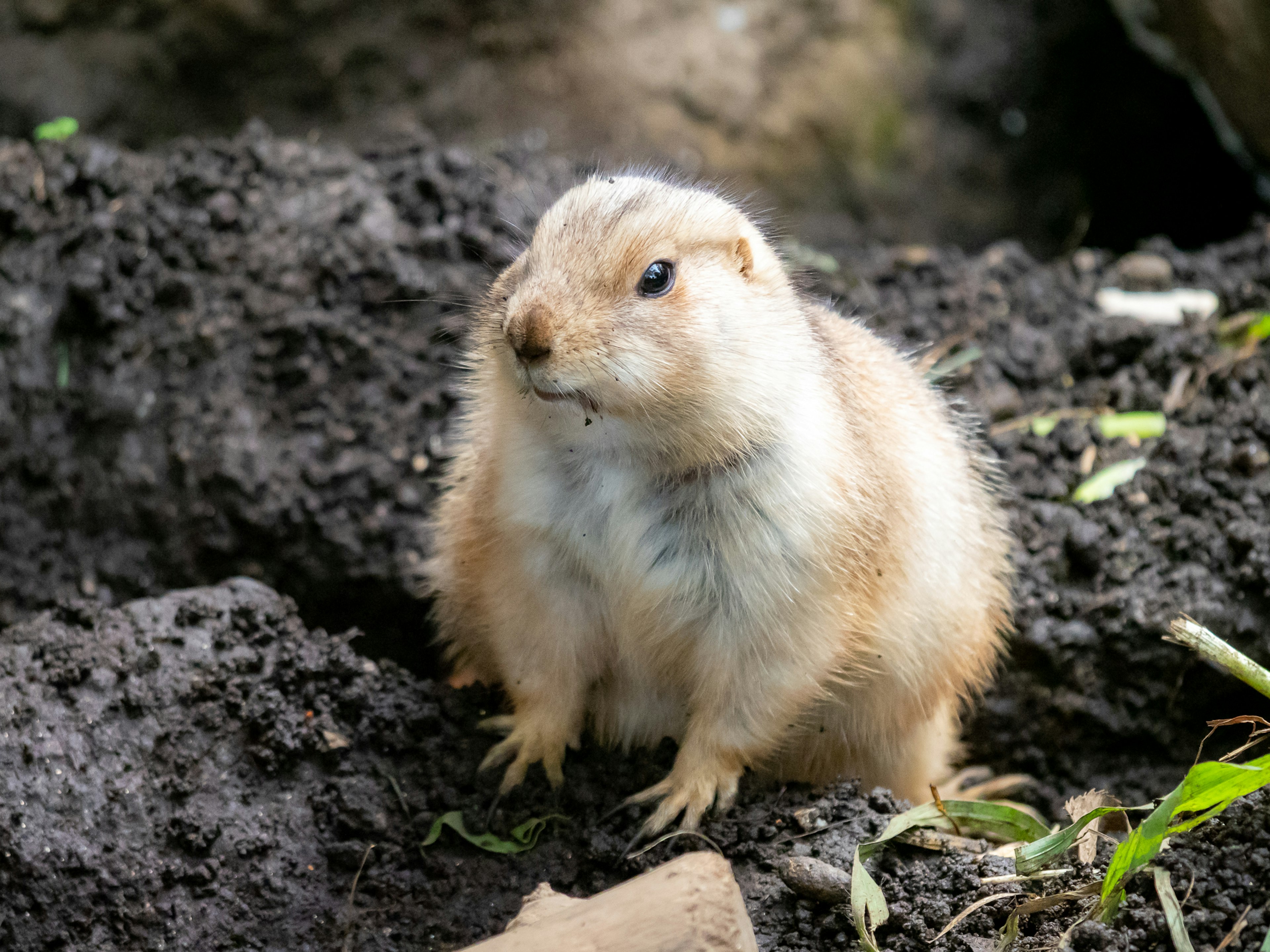 Gros plan d'un chien de prairie dans son terrier