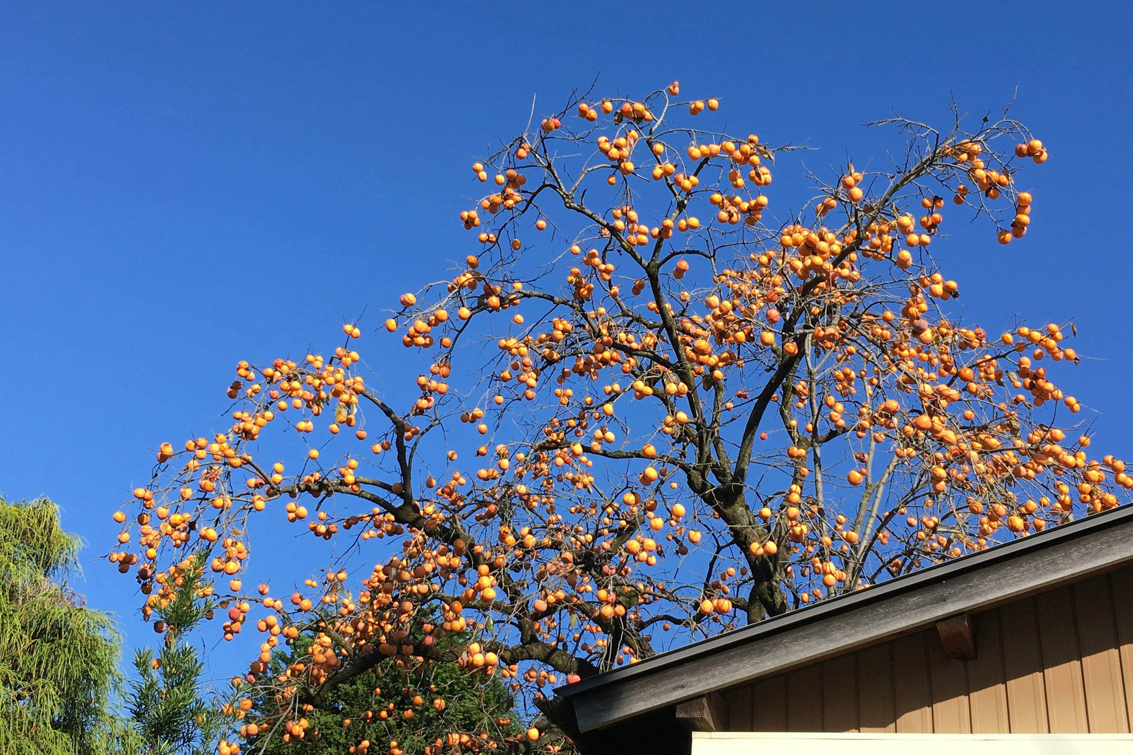 A tree with numerous orange fruits under a clear blue sky