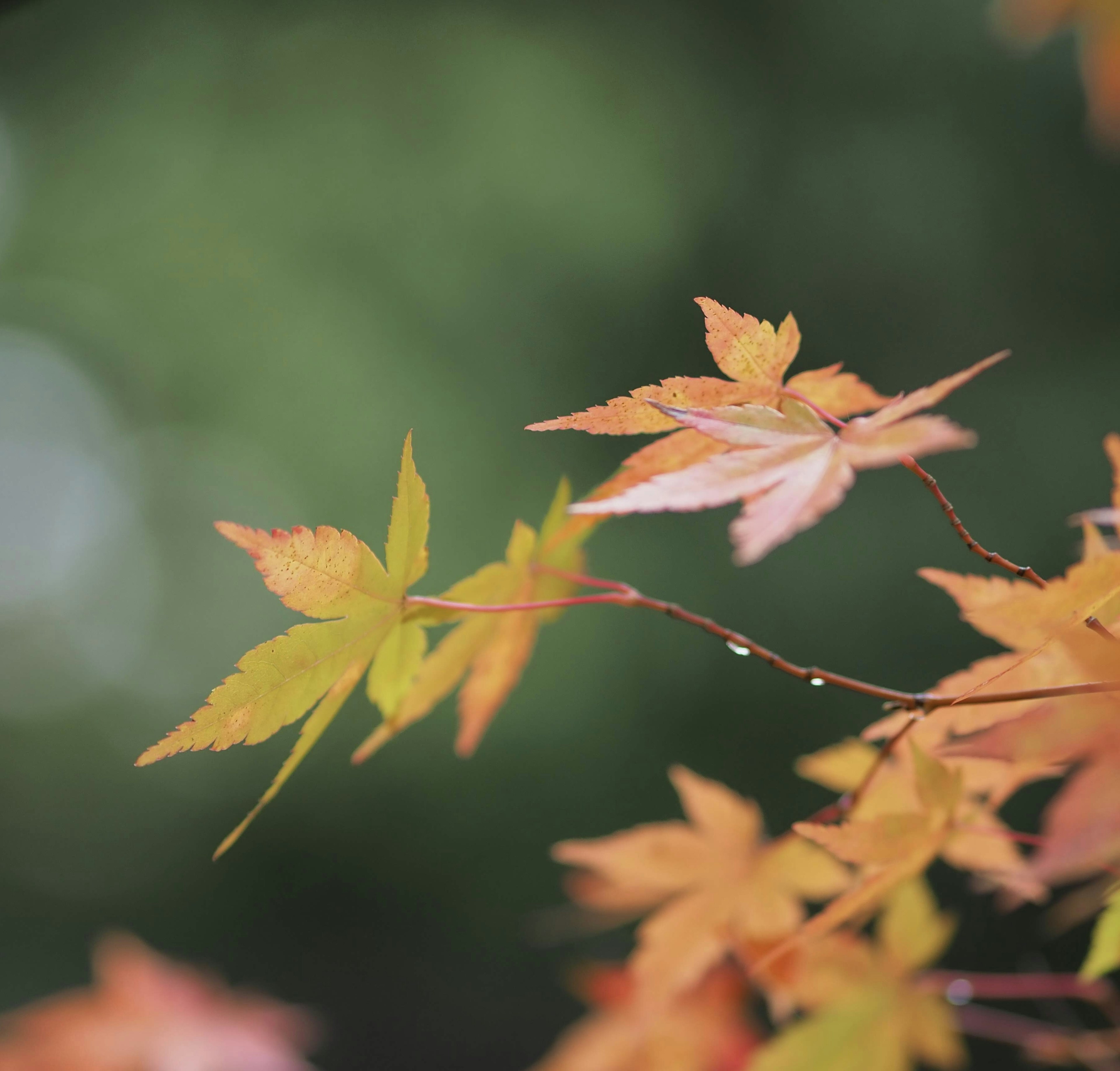 Hojas de otoño coloridas en una rama