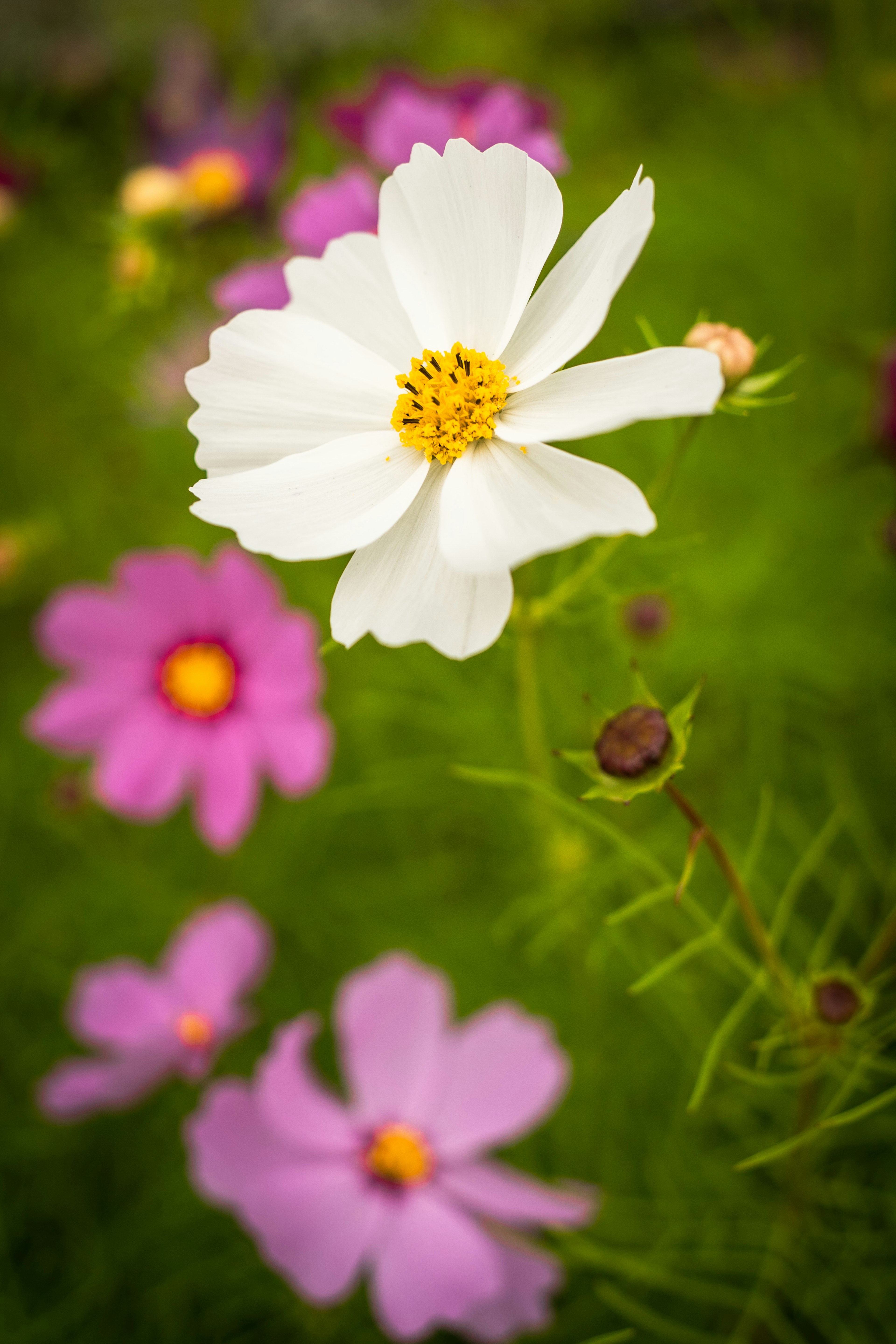 白い花とピンクの花が背景に広がる美しい風景