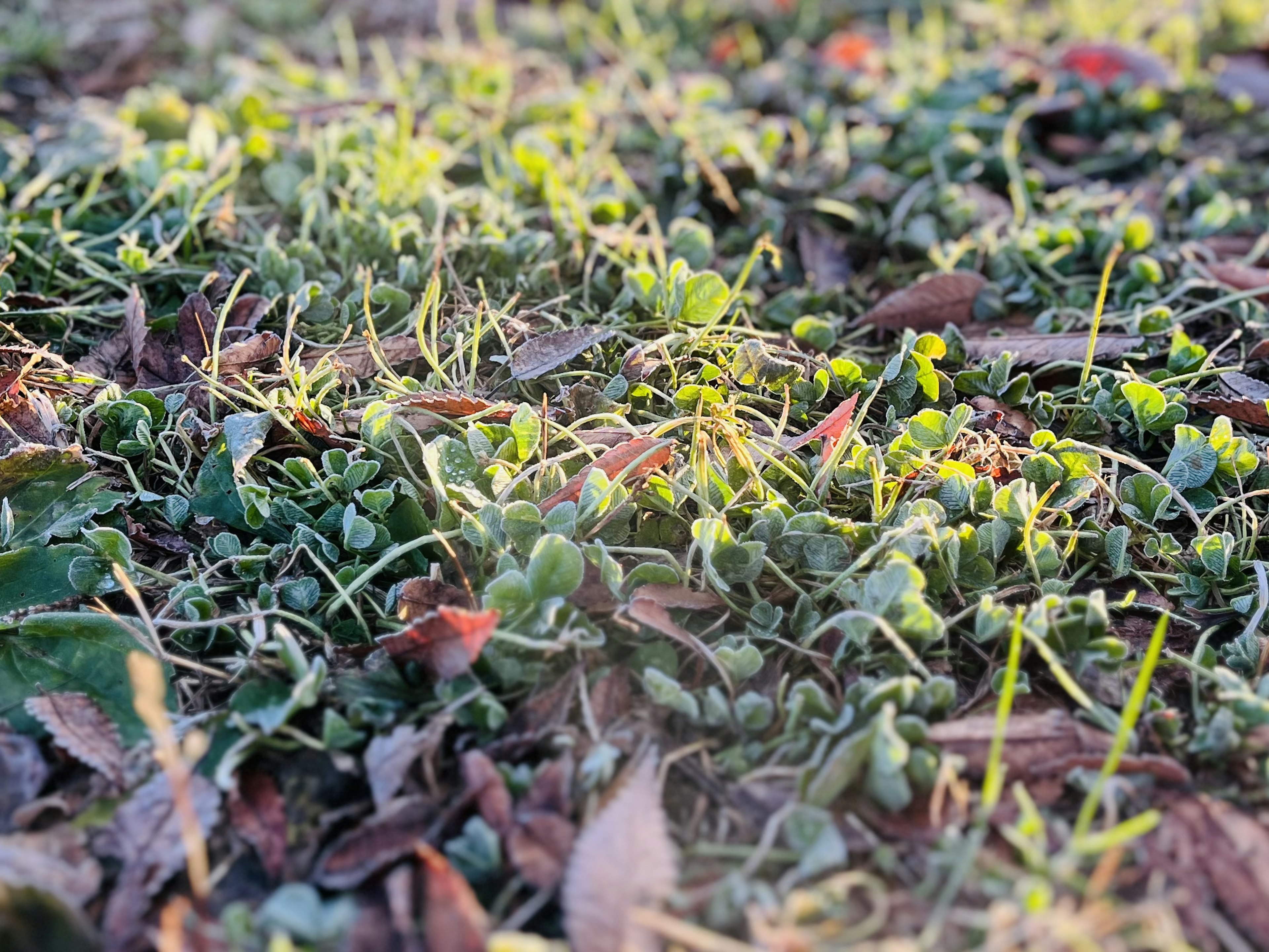 草地に生える小さな緑の植物と枯れ葉の風景