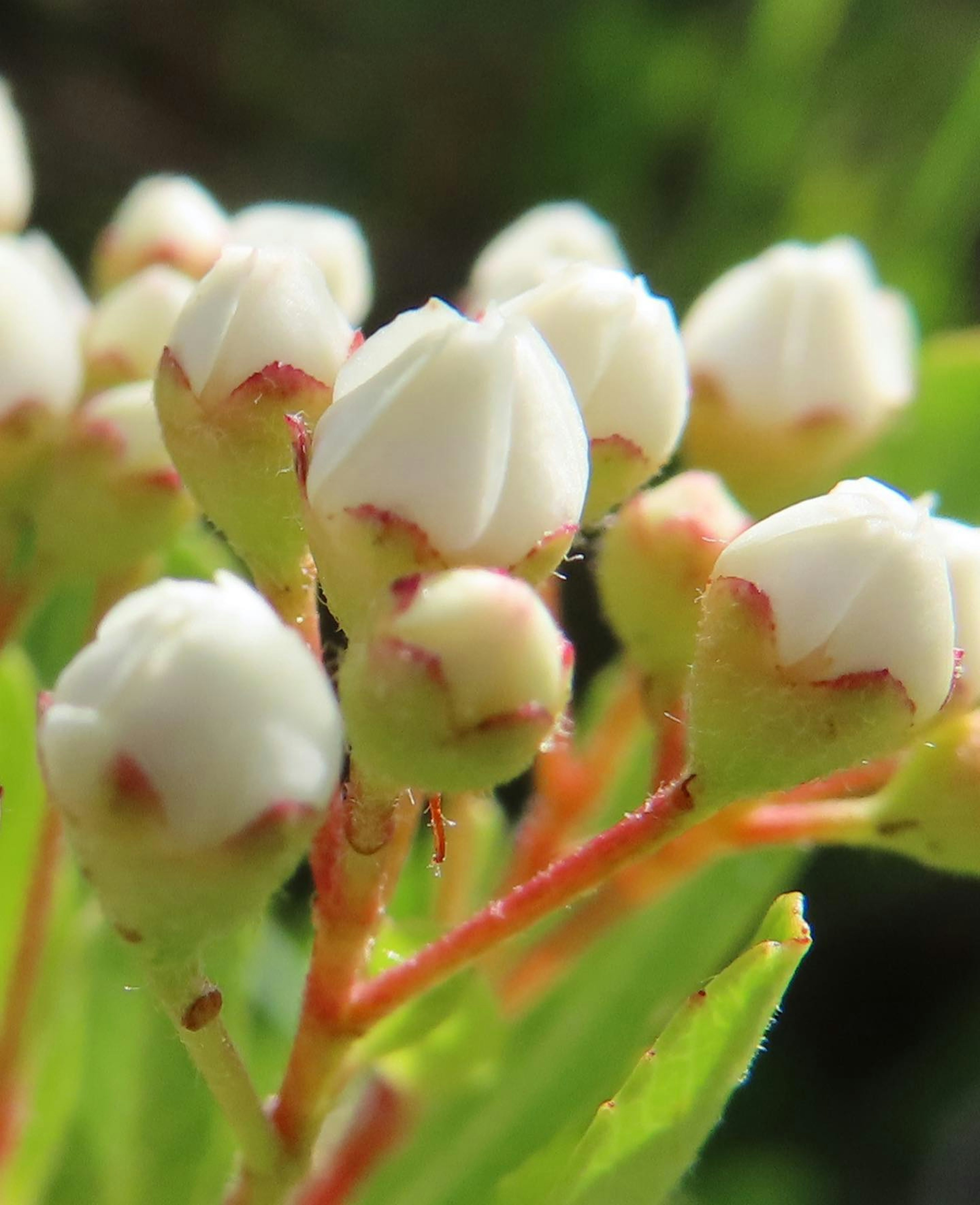 白い花のつぼみが集まっている緑の葉の近接写真