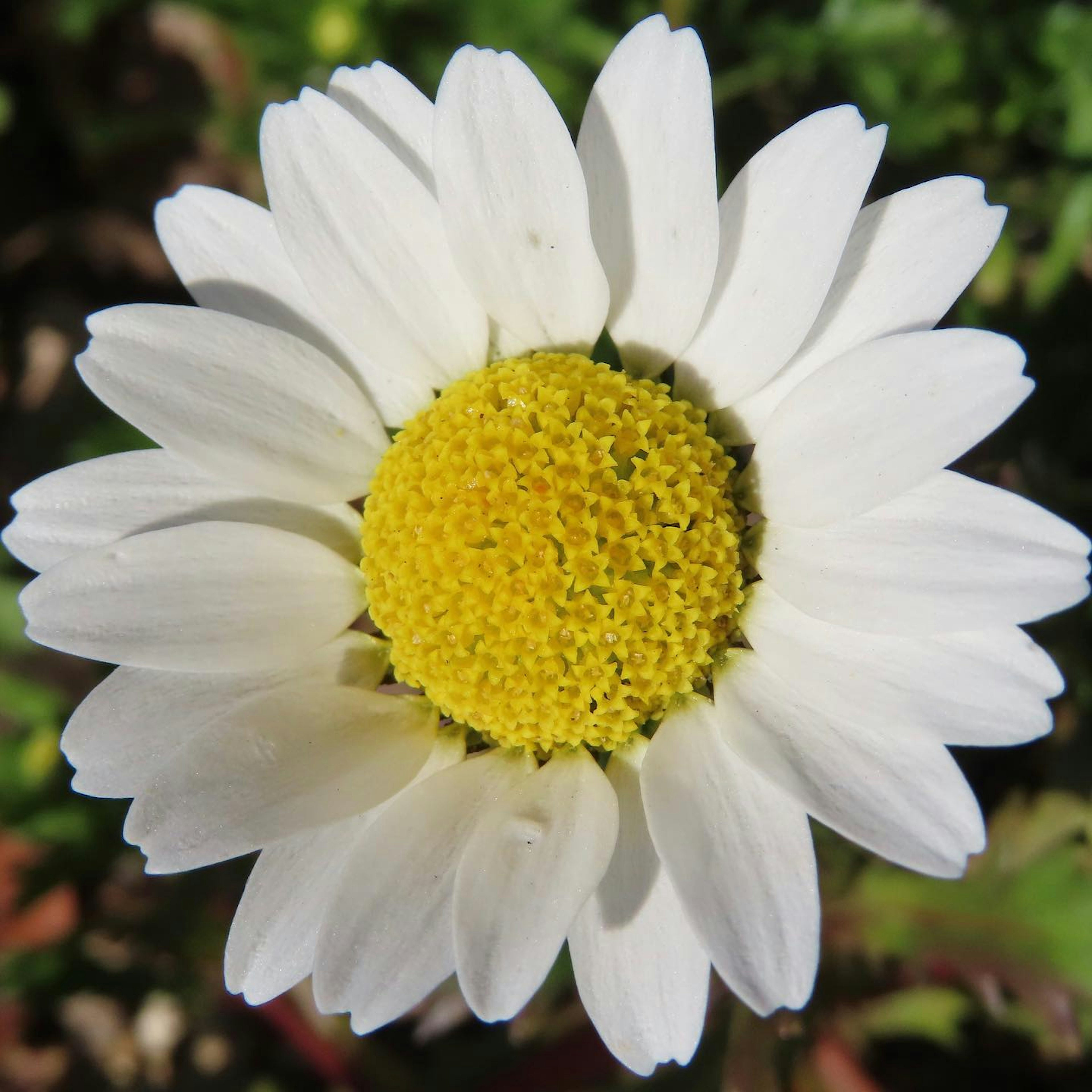 Close-up bunga daisy dengan kelopak putih dan pusat kuning