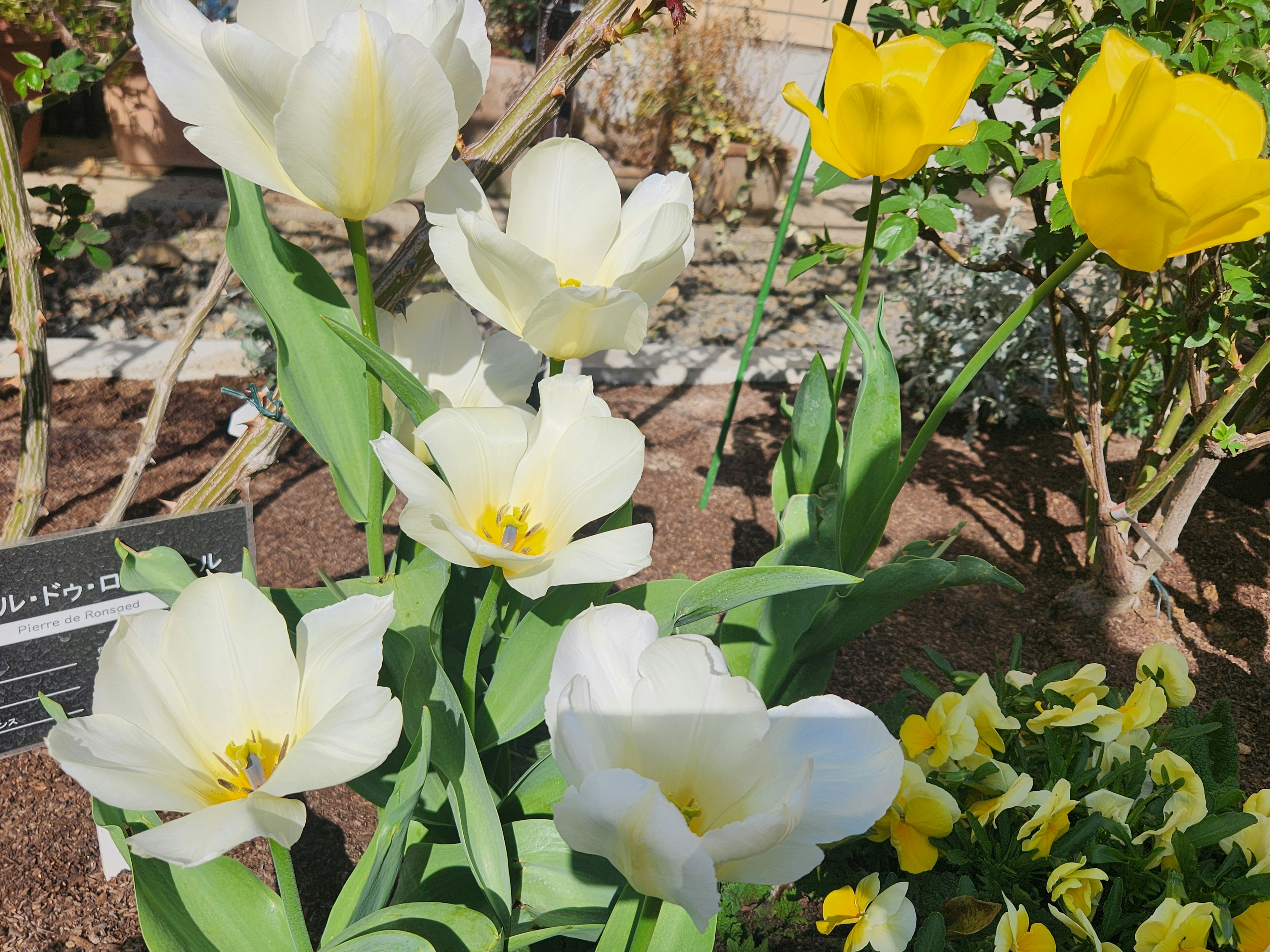 Tulipani bianchi e fiori gialli che fioriscono in un giardino