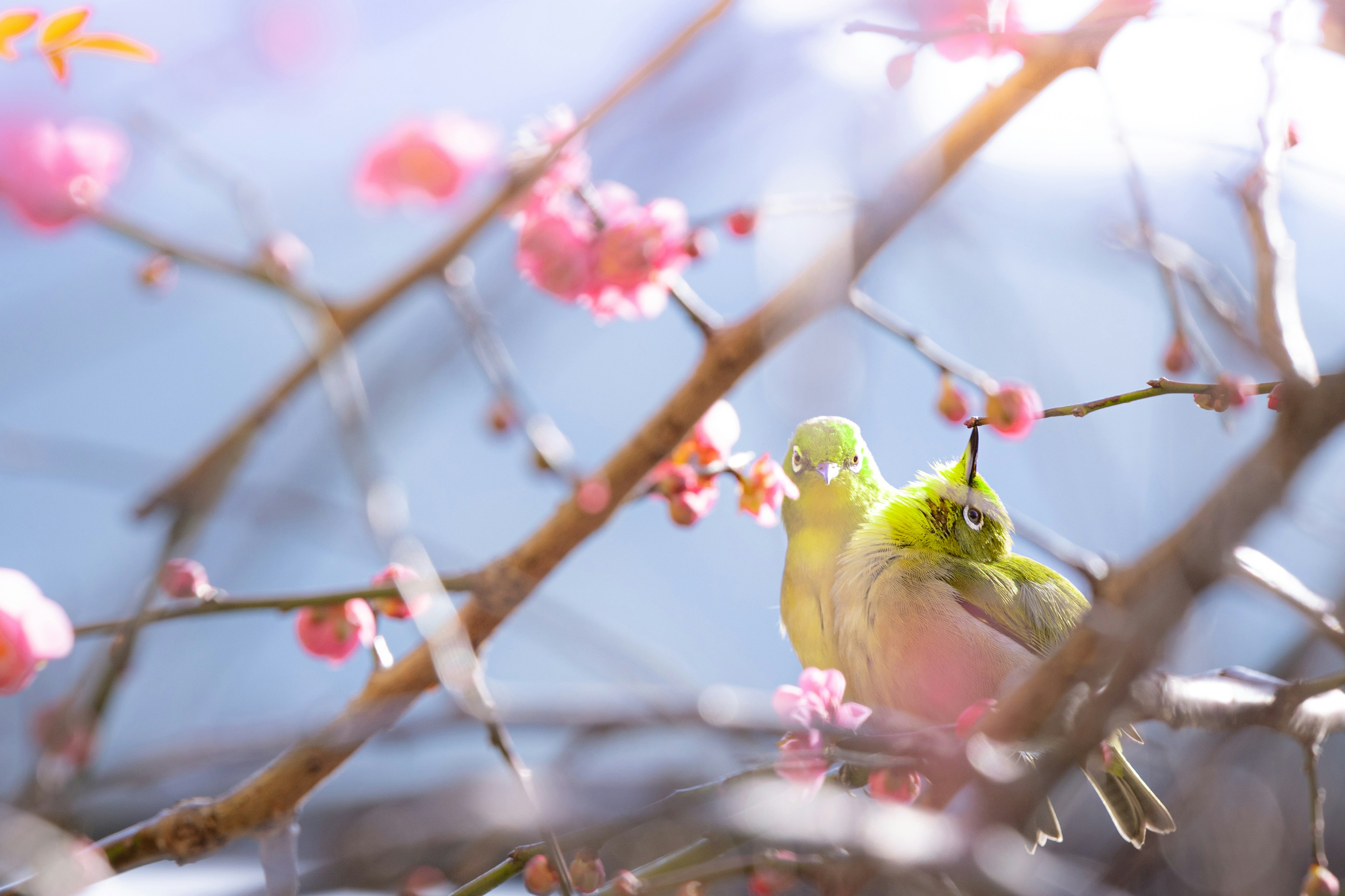 Hermosa escena de dos pequeños pájaros posados en ramas de cerezo