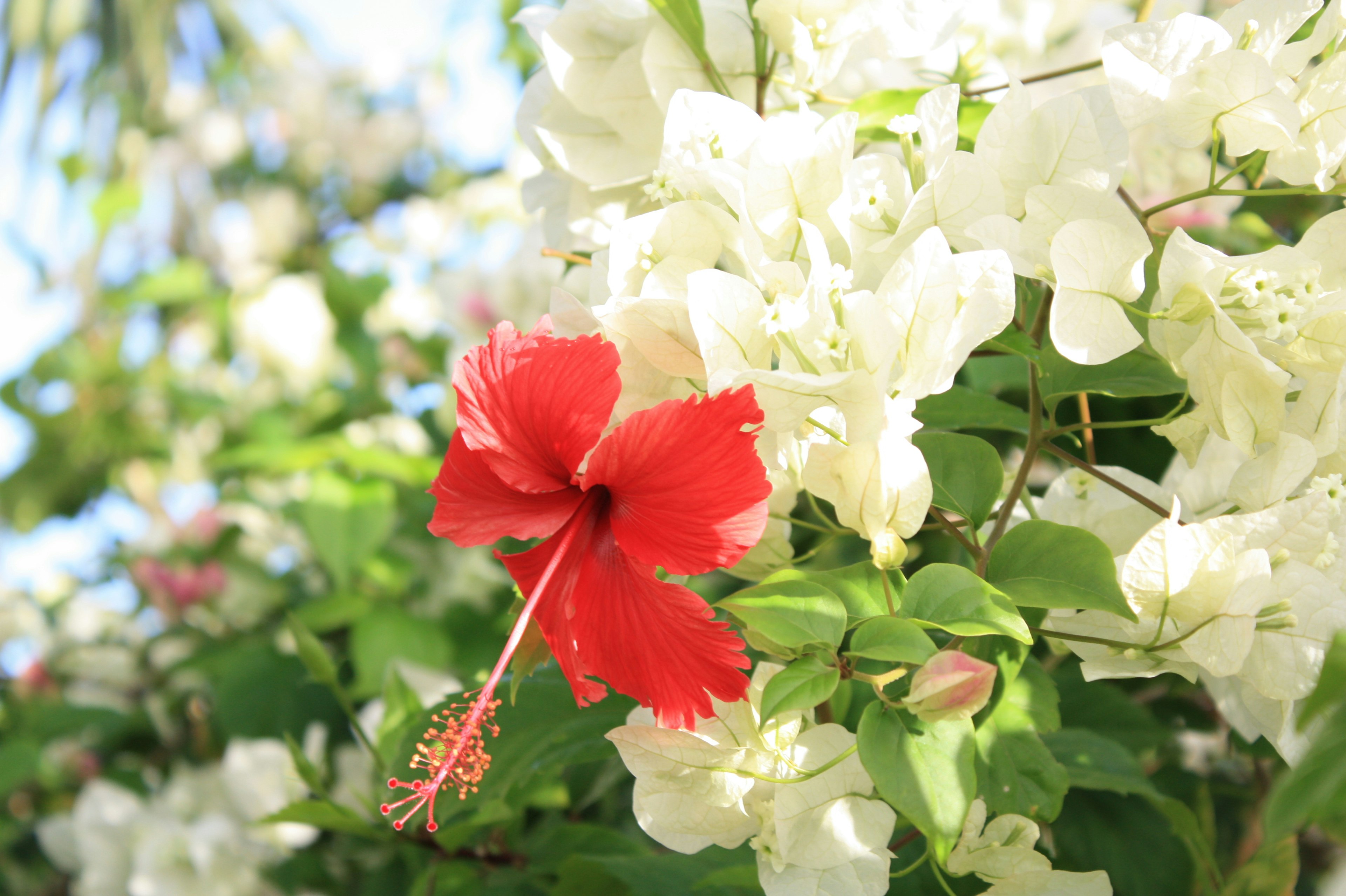 Una vibrante flor de hibisco rojo entre flores blancas de bugambilia