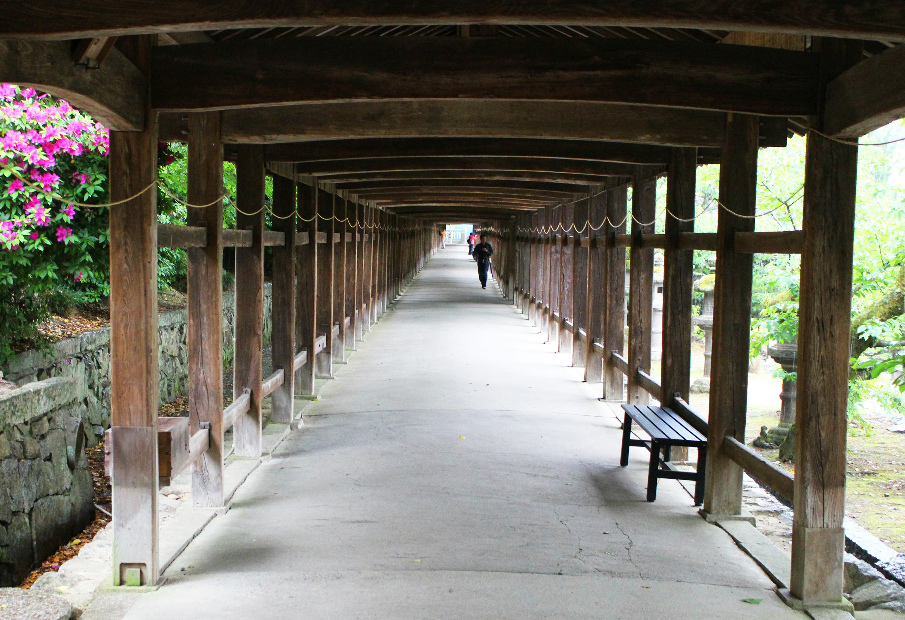 A person walking under a wooden arcade with pink flowers nearby