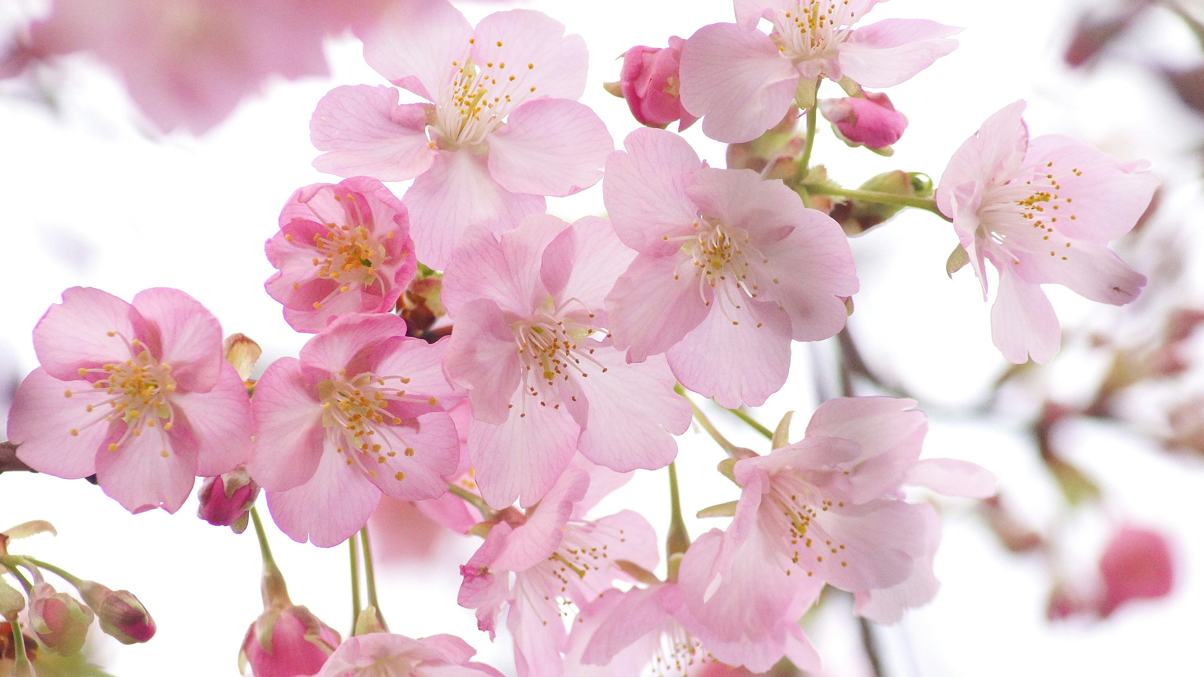 Gros plan sur des fleurs de cerisier en fleurs