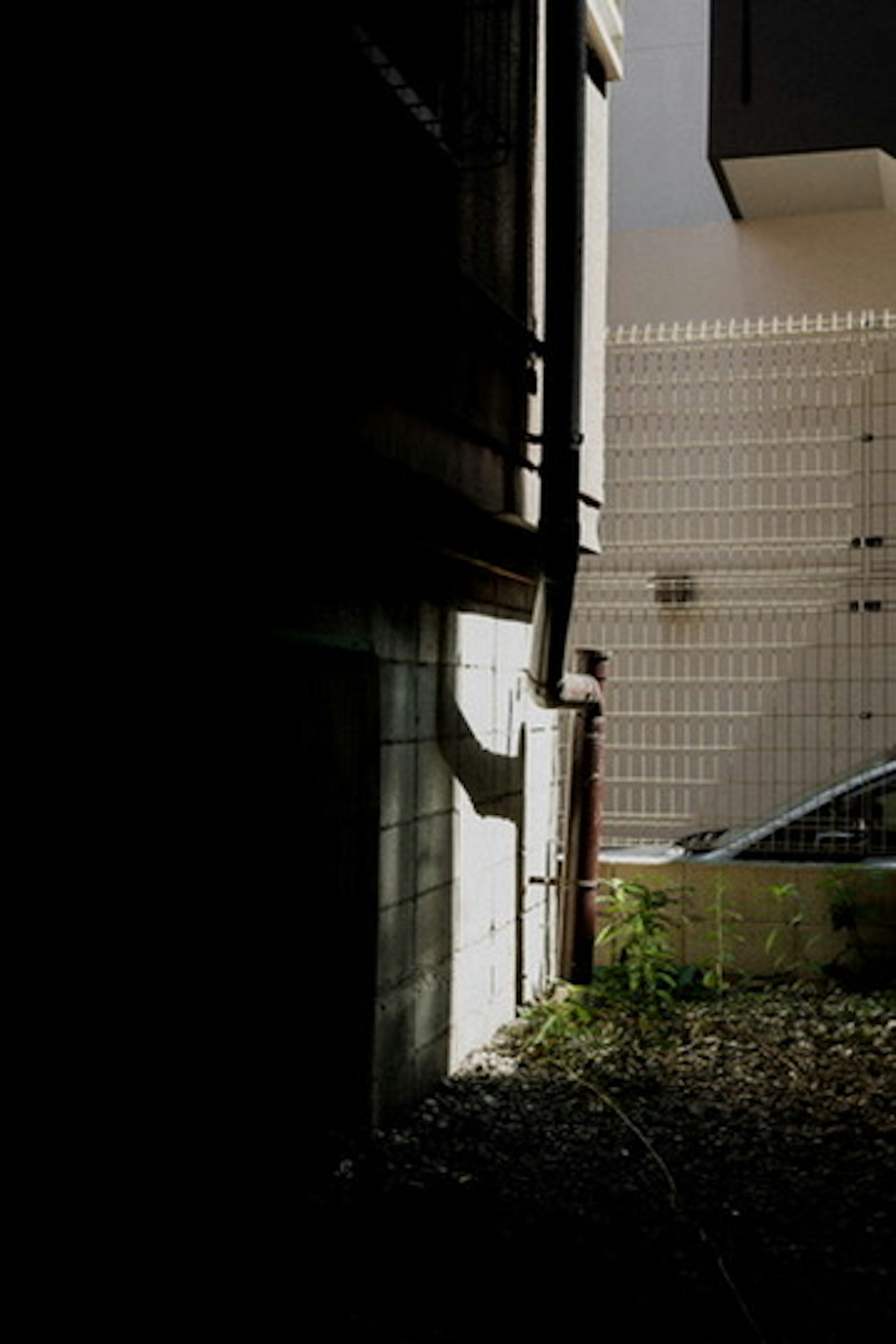 Shadow cast on a white wall with green plants in a dark alley