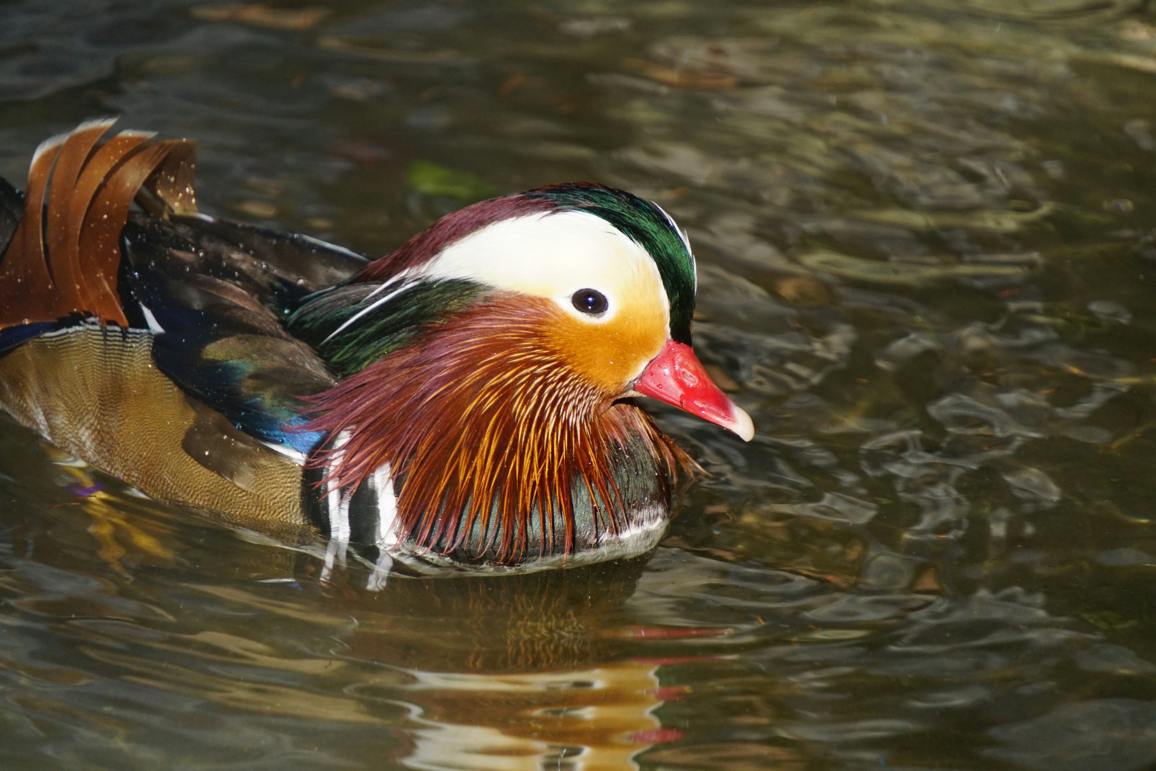 Seekor bebek mandarin yang indah berenang di permukaan air dengan bulu yang cerah