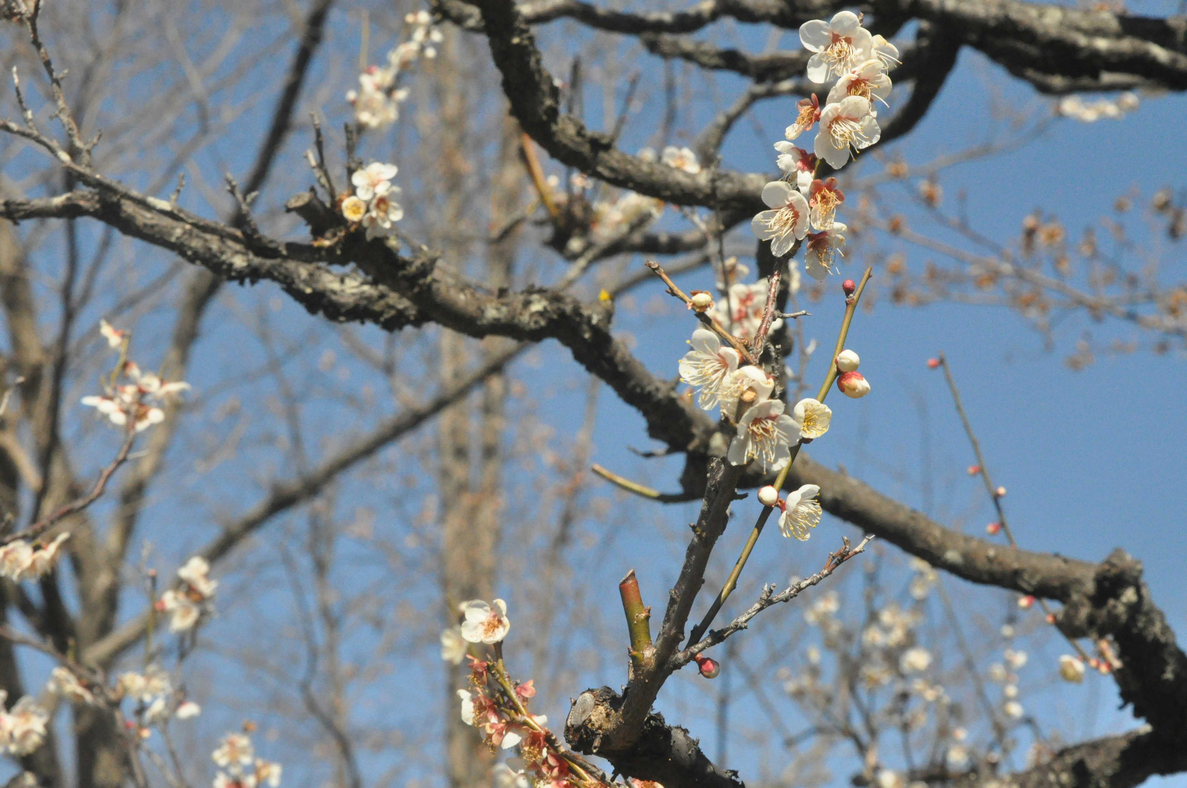 青空の下に咲く白い梅の花と枝