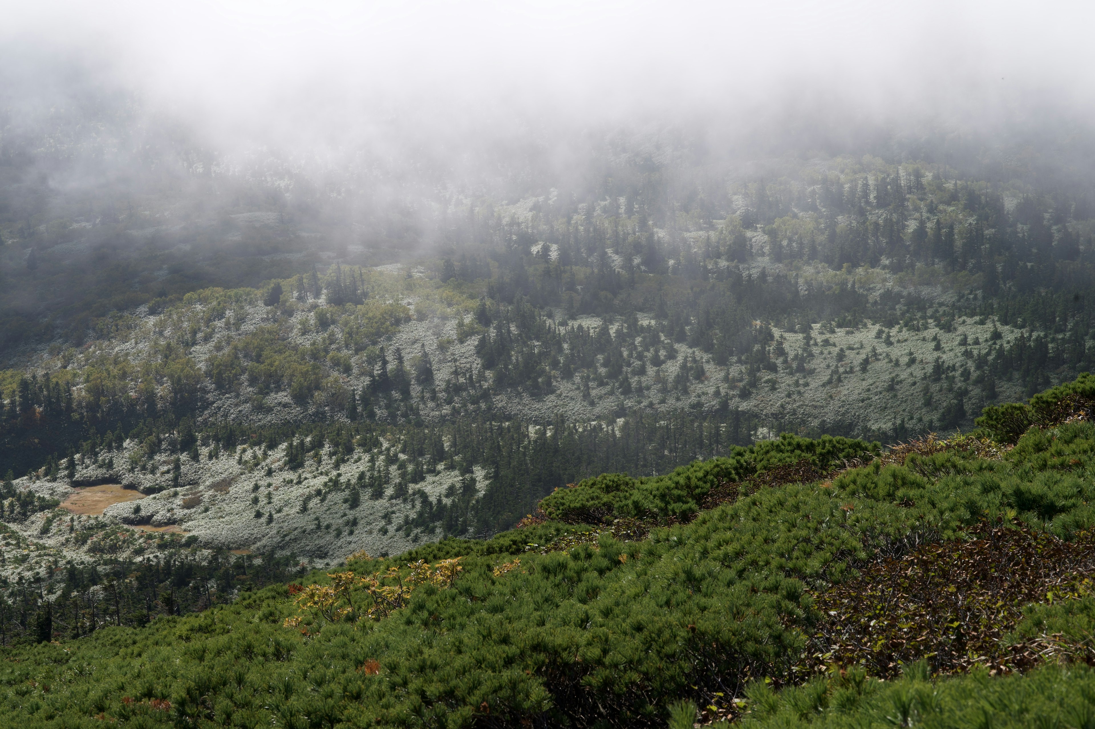 霧に包まれた山の風景 緑の草地と木々が広がる