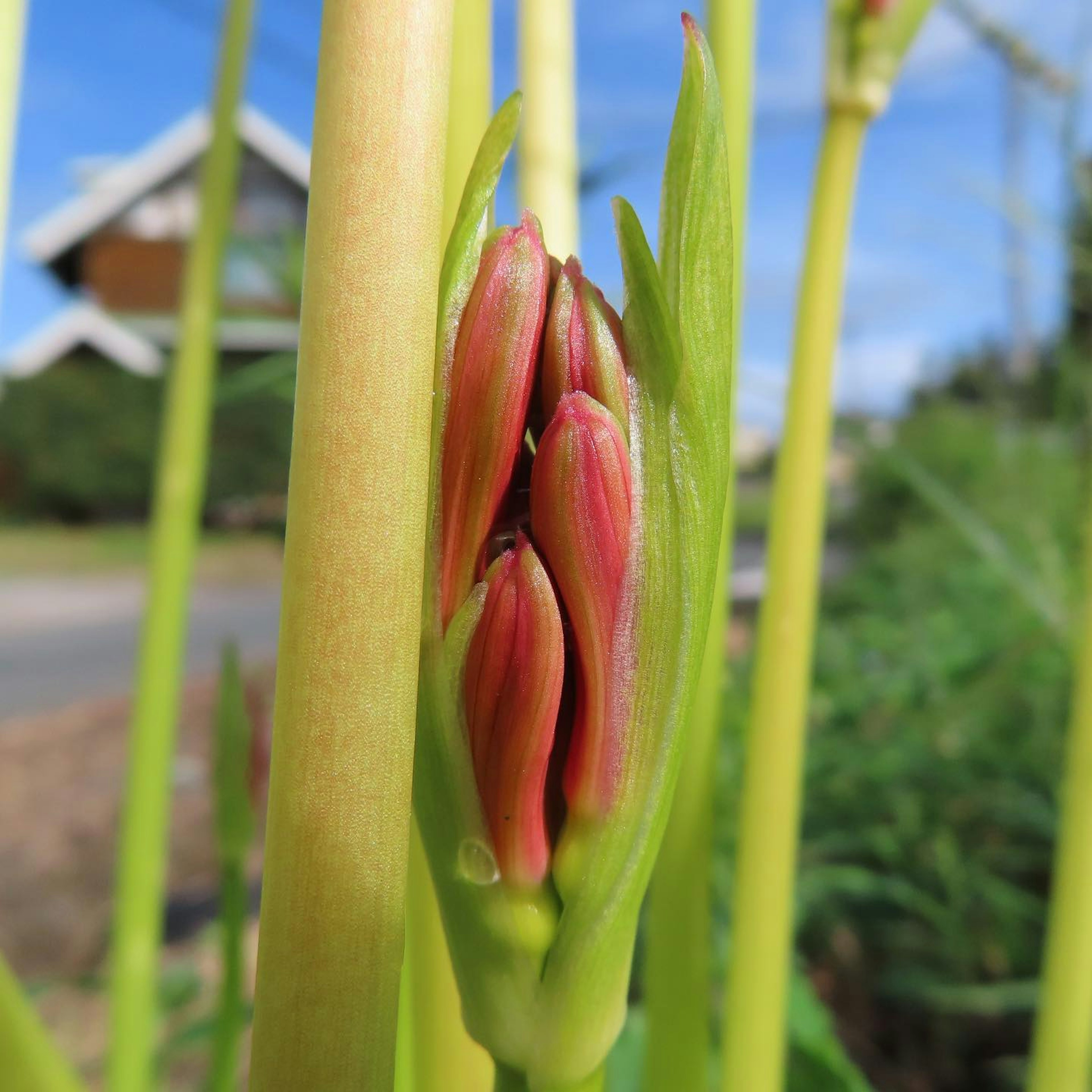 緑色の茎から出ている赤い花のつぼみのクローズアップ