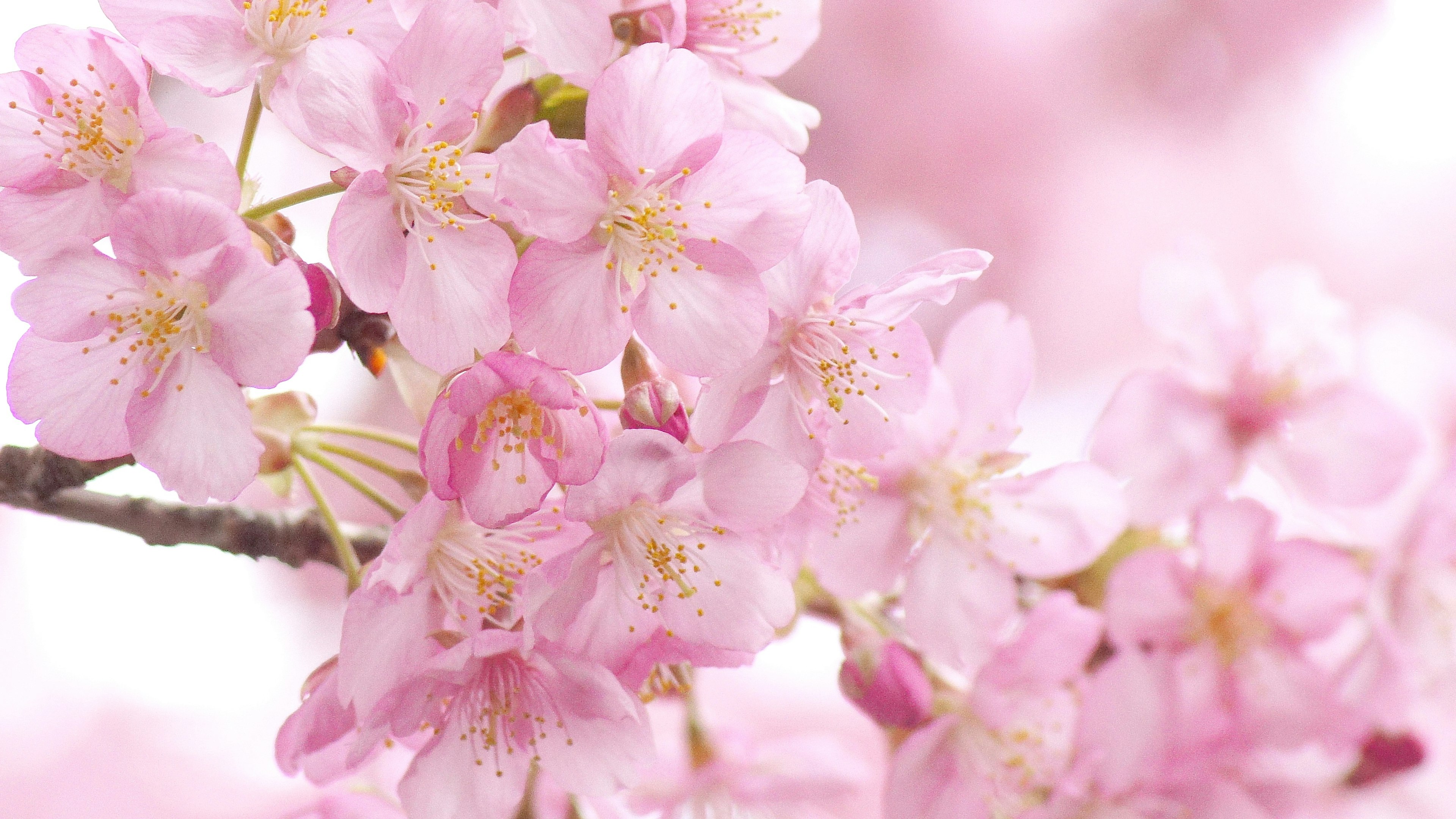 Flores de cerezo en plena floración con pétalos rosa suaves