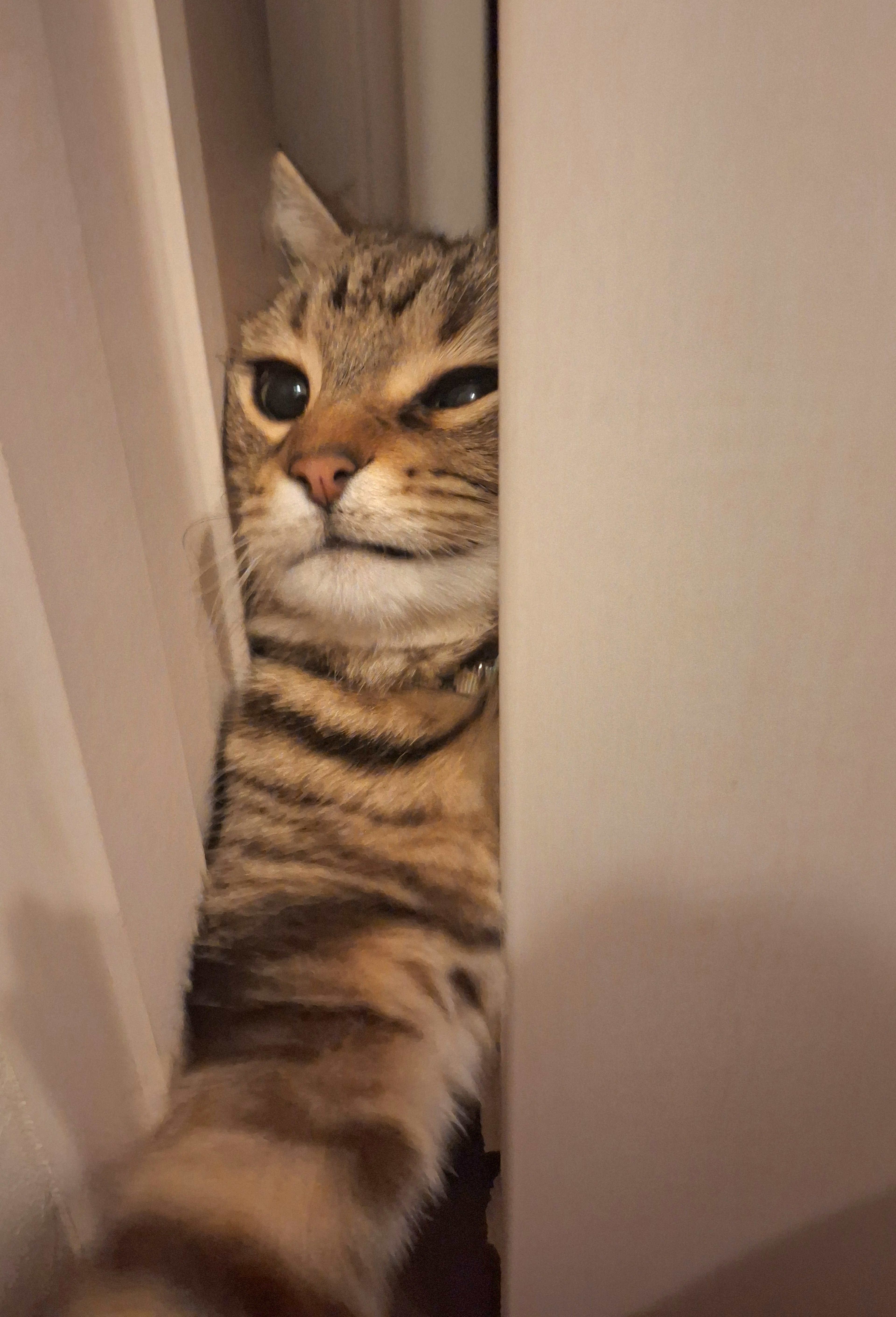 Visage d'un chat regardant à travers une fente de porte