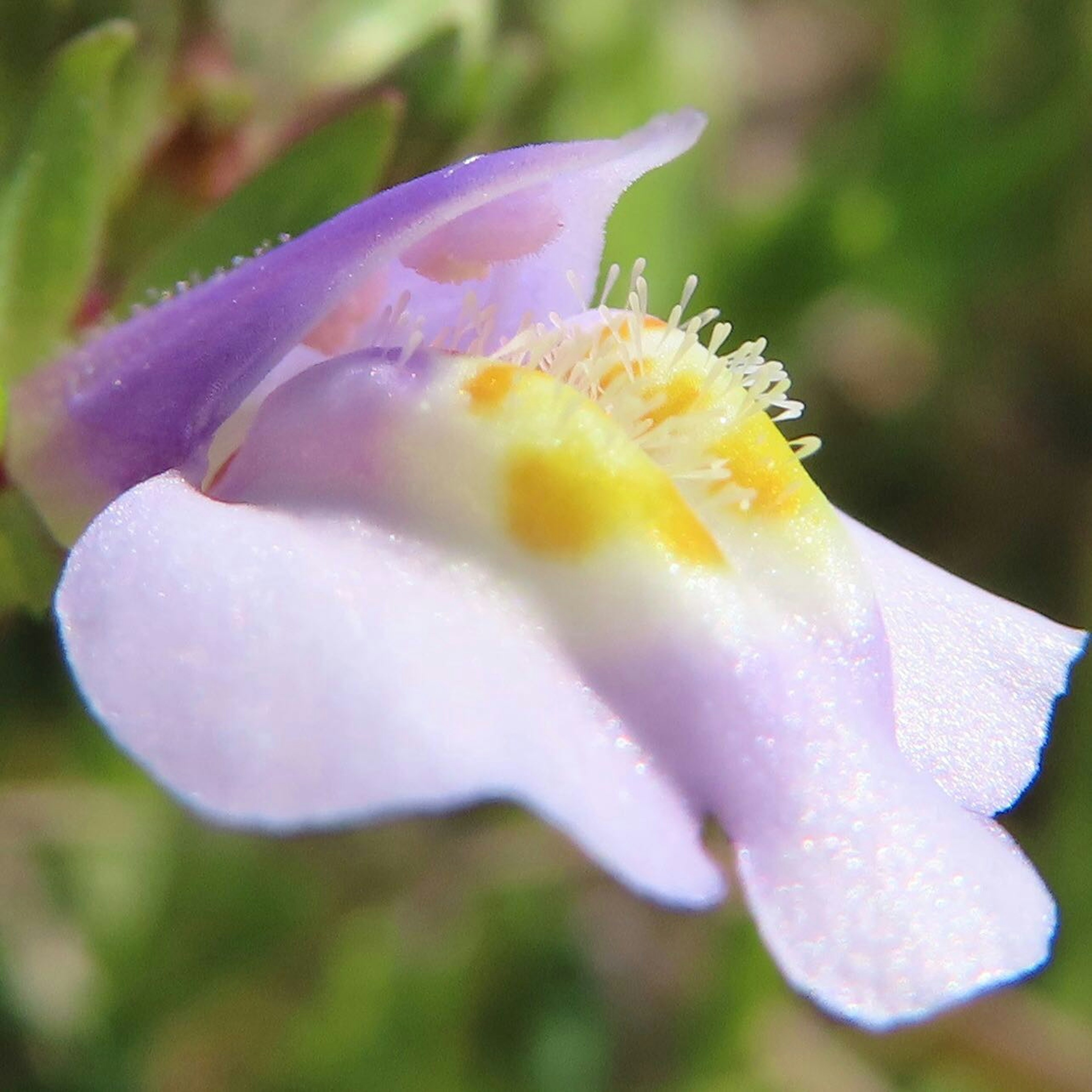 Acercamiento de una flor morada clara con pétalos suaves y manchas amarillas en el centro