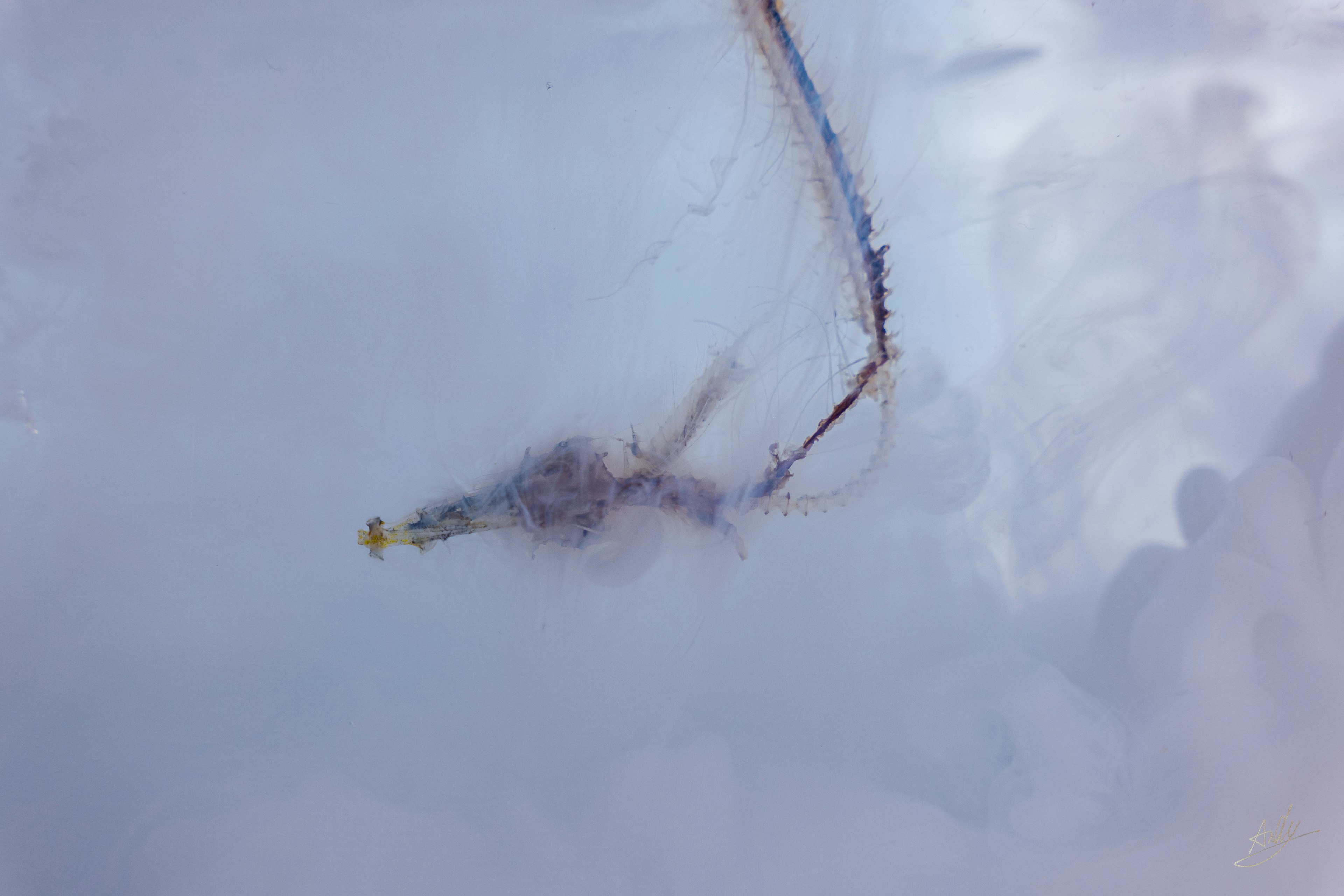 Unbekanntes Objekt, das im Wasser schwebt, mit komplizierten Linien