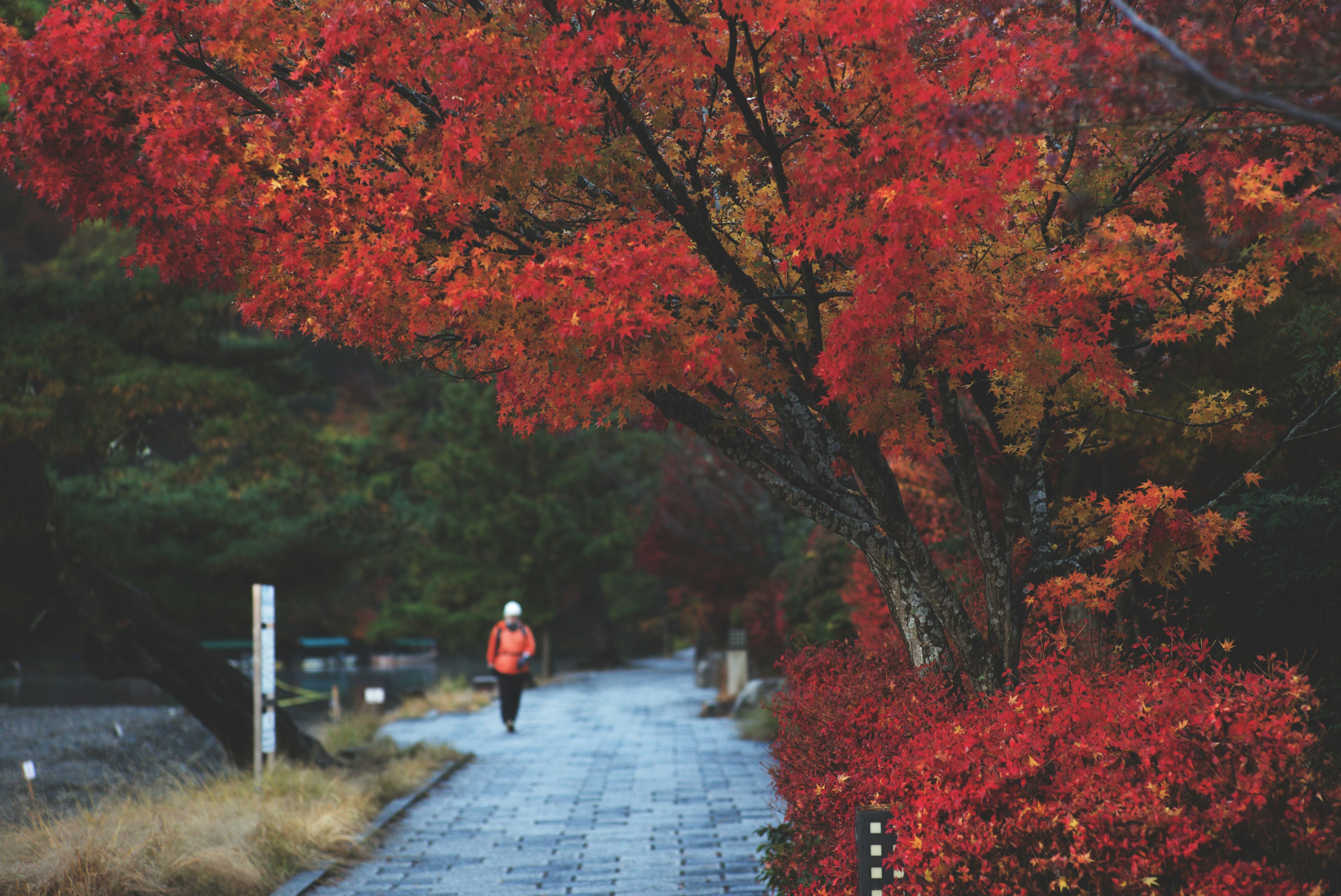 鮮やかな紅葉の木々に囲まれた歩道を歩く人